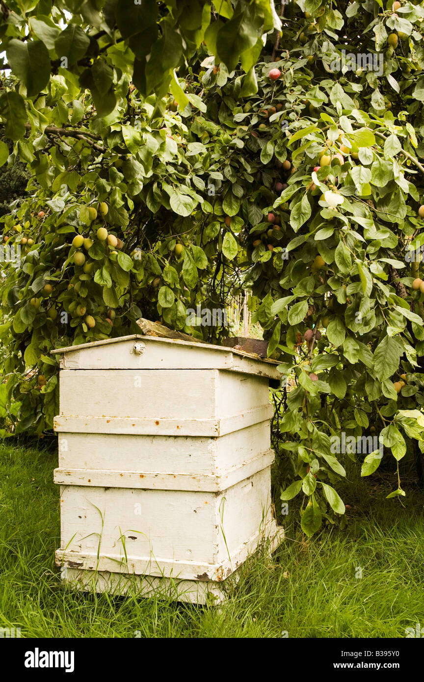 Hölzernen Bienenstock Stockfoto