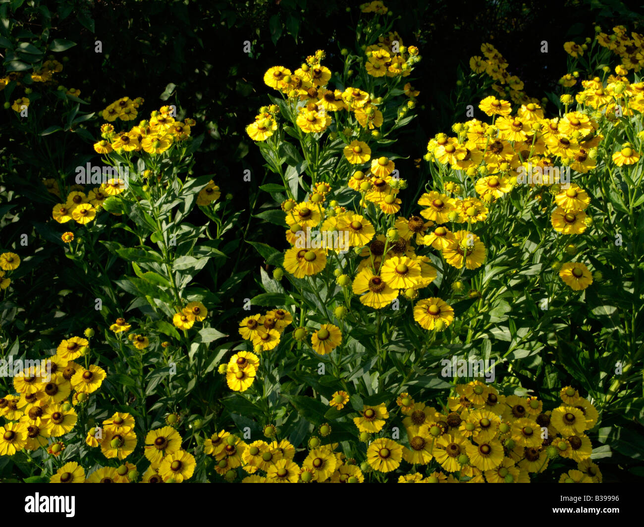 Sneezeweed (helenium Goldrausch) Stockfoto