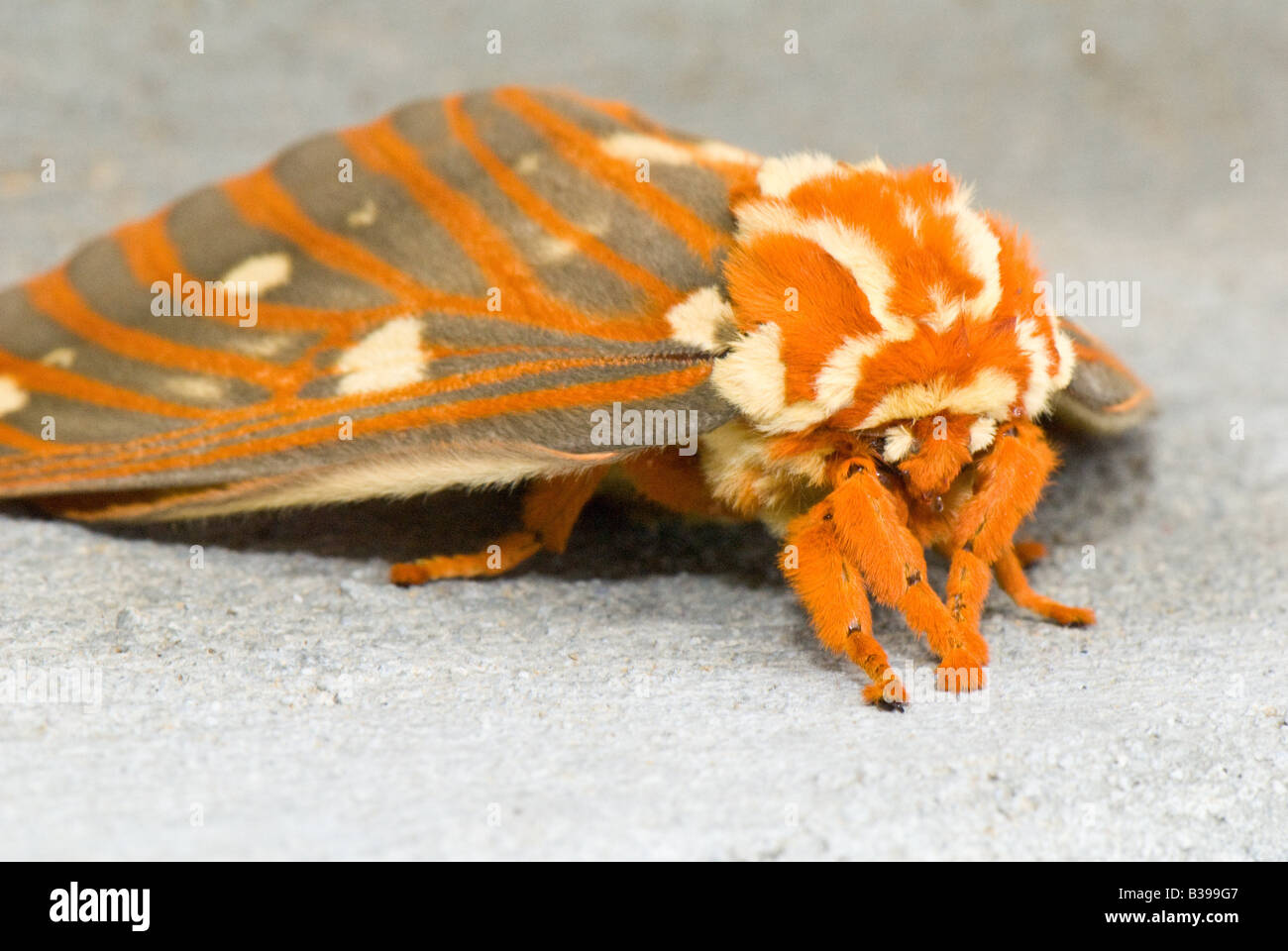 Königliche Nussbaum Motte (Citheronia Regalis), Elkins, West Virginia Stockfoto