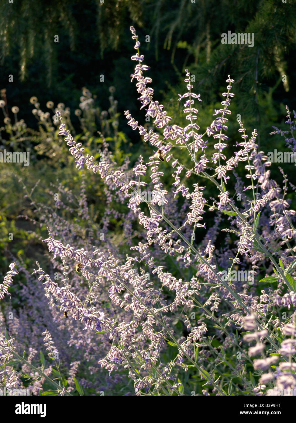 Perovskia atriplicifolia Fotos und Bildmaterial in hoher Auflösung