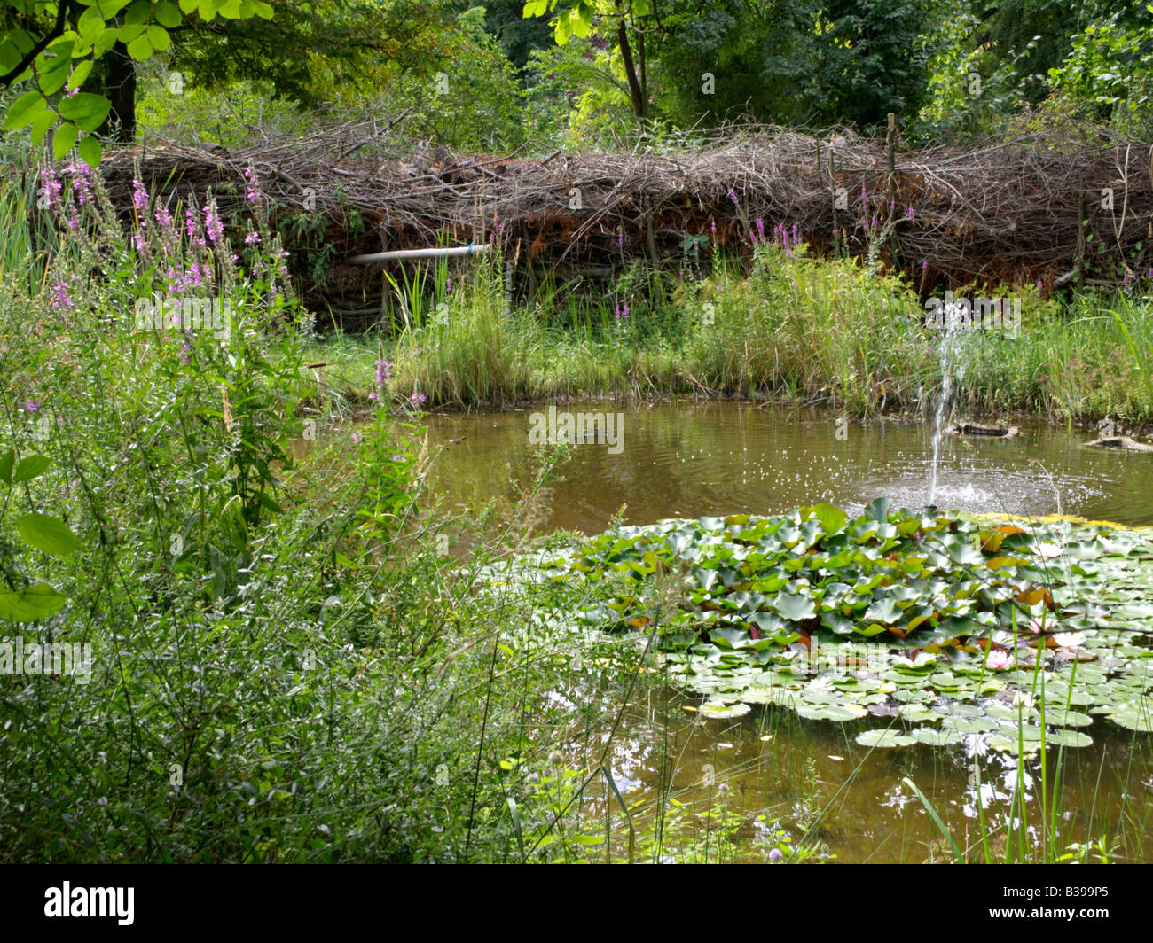 Natürliche garten Teich mit benjes Hecke Stockfoto