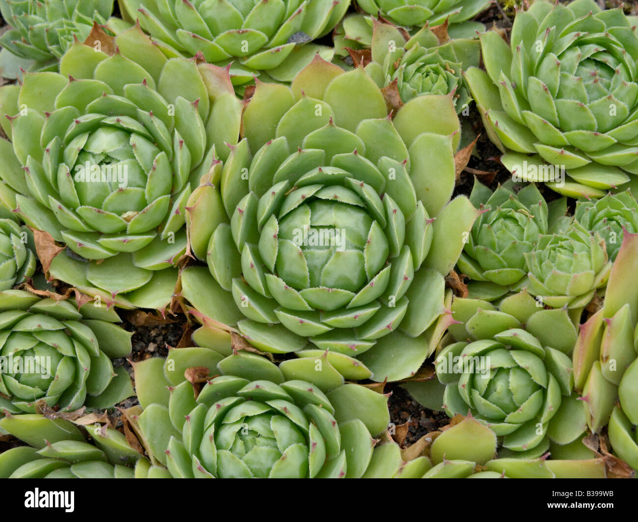 Gemeinsame hauswurz (sempervivum tectorum) Stockfoto