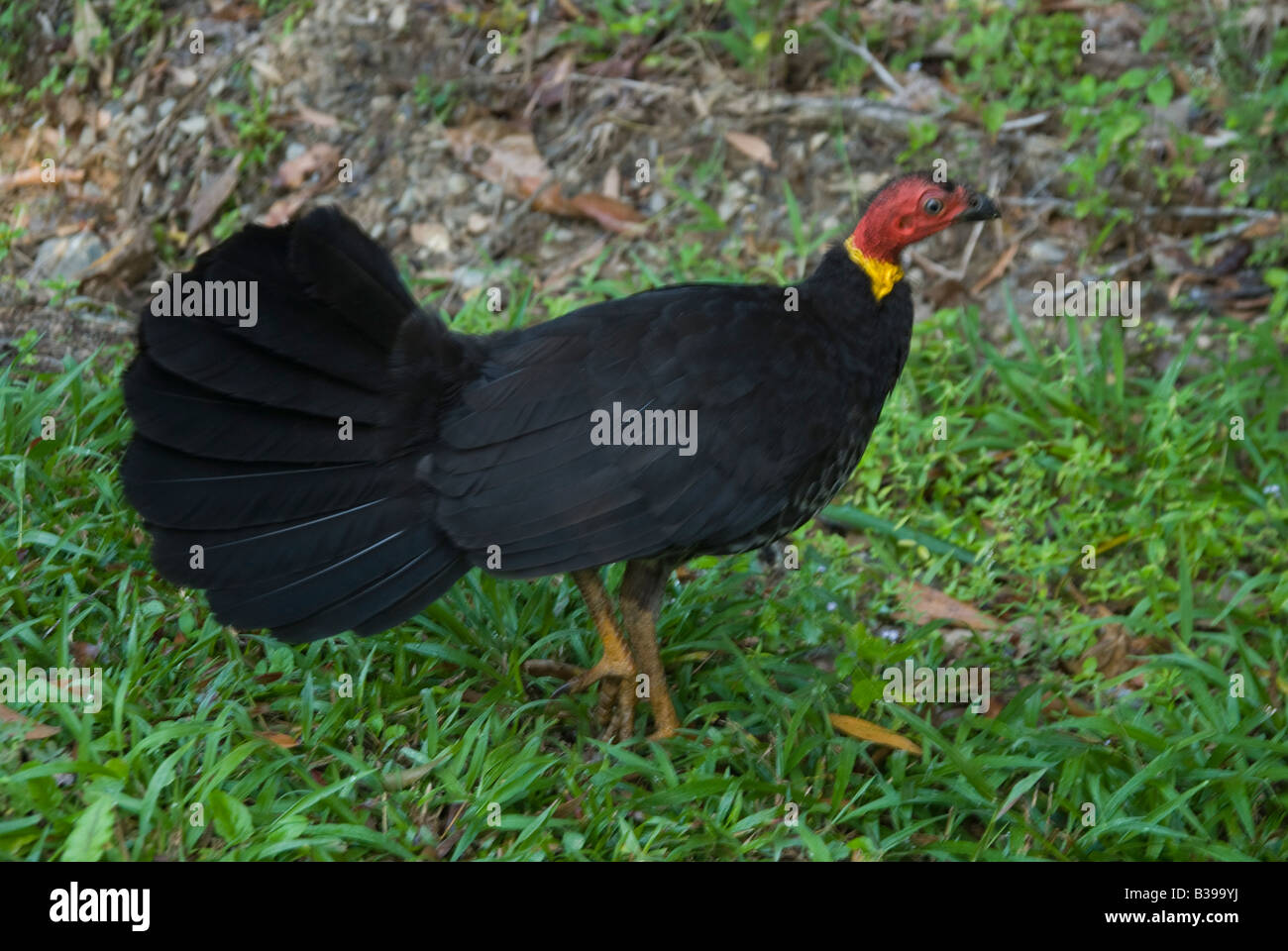 Eine weibliche australische Pinsel Türkei Alectura Lathami am häufigsten angetroffen in Queensland Stockfoto