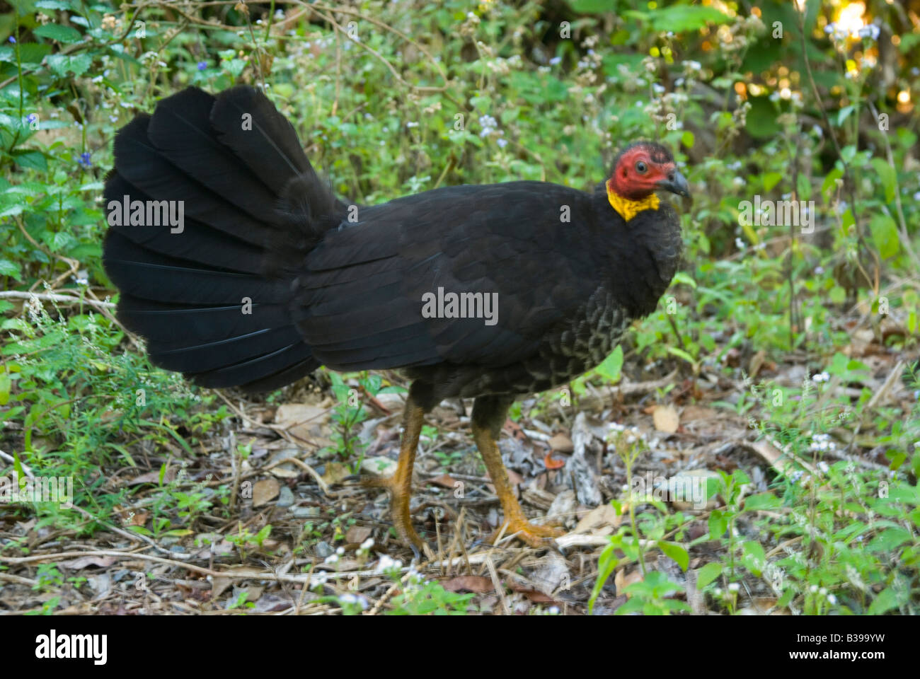 Eine weibliche australische Pinsel Türkei Alectura Lathami am häufigsten angetroffen in Queensland Stockfoto