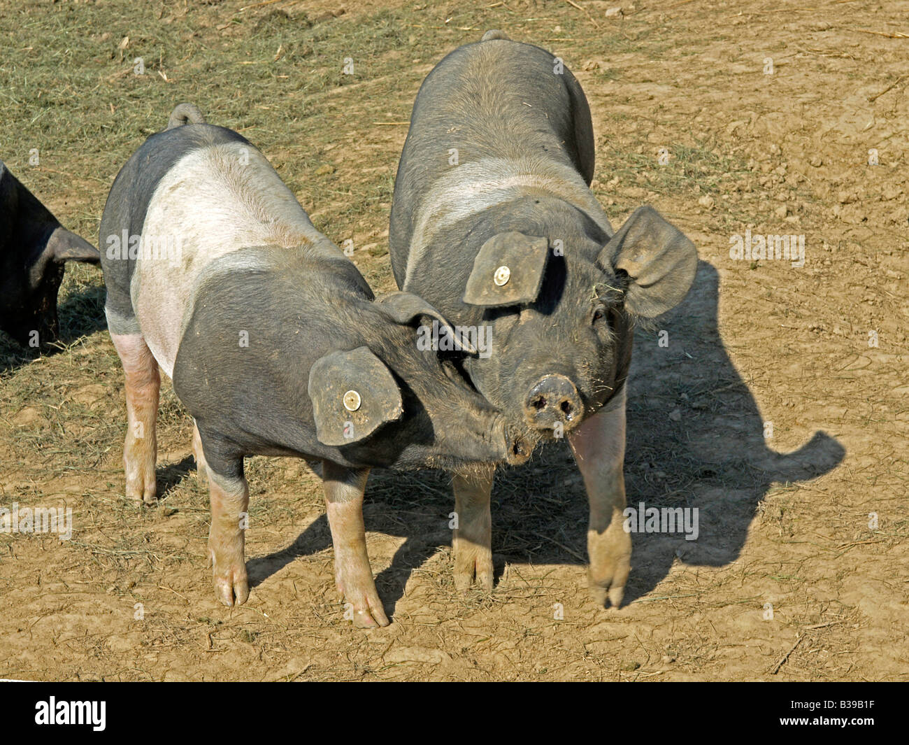 Deutsche Schweine Saddleback Deutsches Sattelschwein natürliche Haltung von Tieren in freier Wildbahn leben frei des ökologischen Landbaus Stockfoto