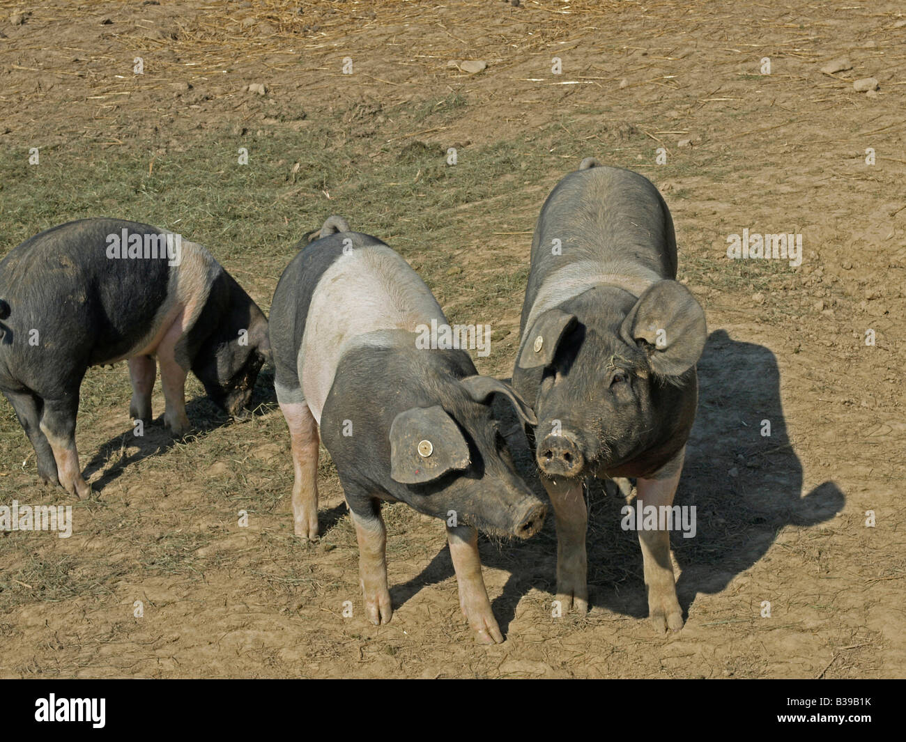 Deutsche Schweine Saddleback Deutsches Sattelschwein natürliche Haltung von Tieren in freier Wildbahn leben frei des ökologischen Landbaus Stockfoto