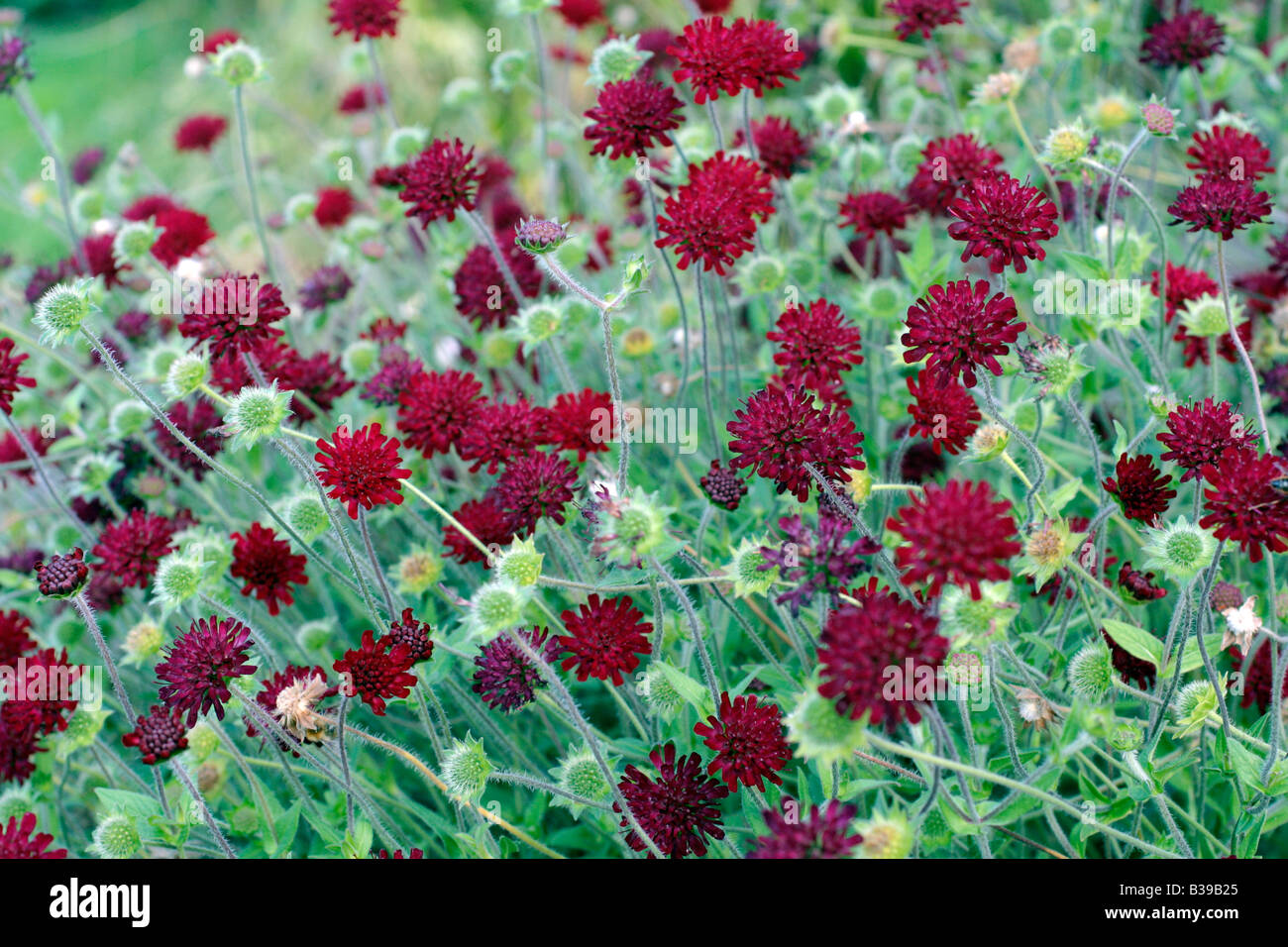 KNAUTIA MACEDONICA Stockfoto