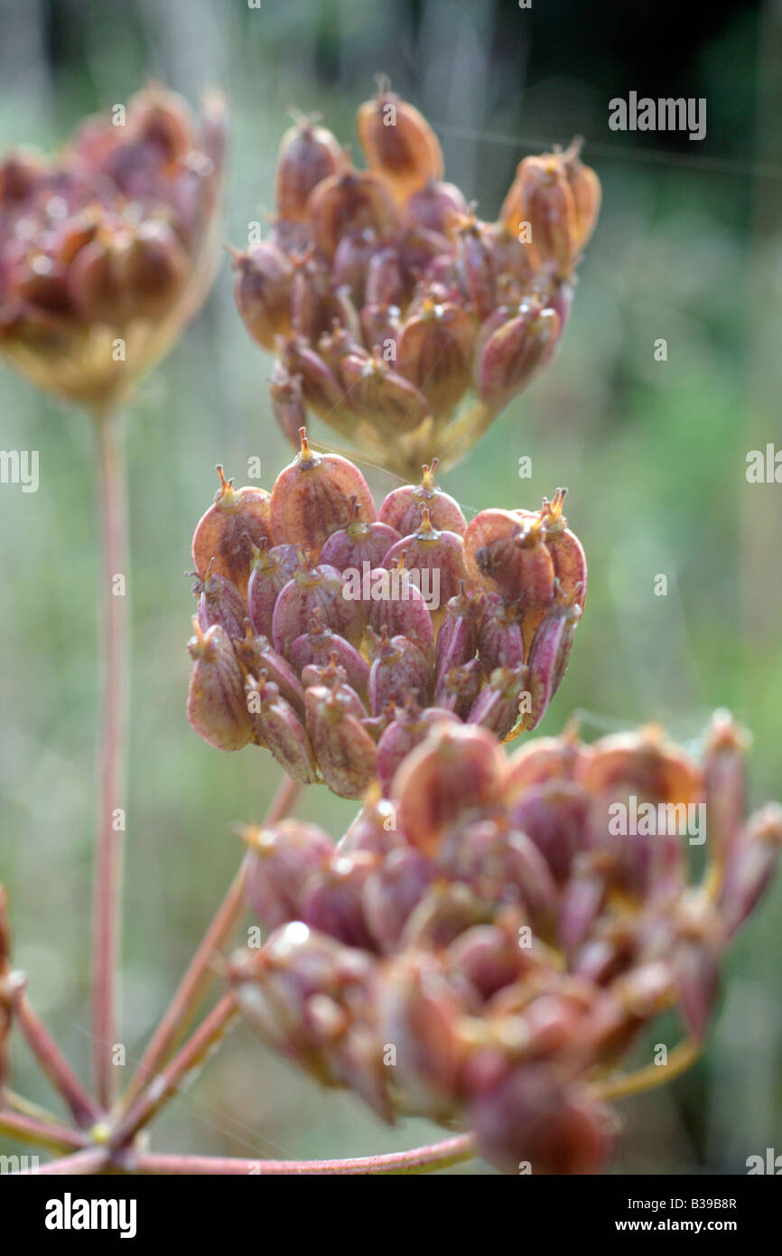 HOG UNKRAUT HERACLEUM SPHONDYLLUM SAMEN REIFEN ENDE AUGUST Stockfoto