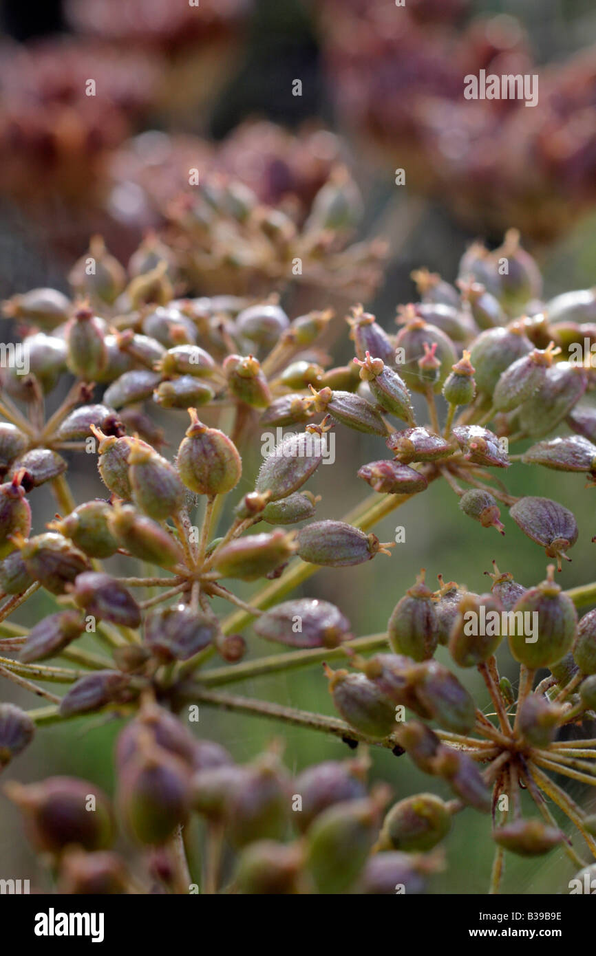 HOG UNKRAUT HERACLEUM SPHONDYLLUM SAMEN REIFEN ENDE AUGUST Stockfoto