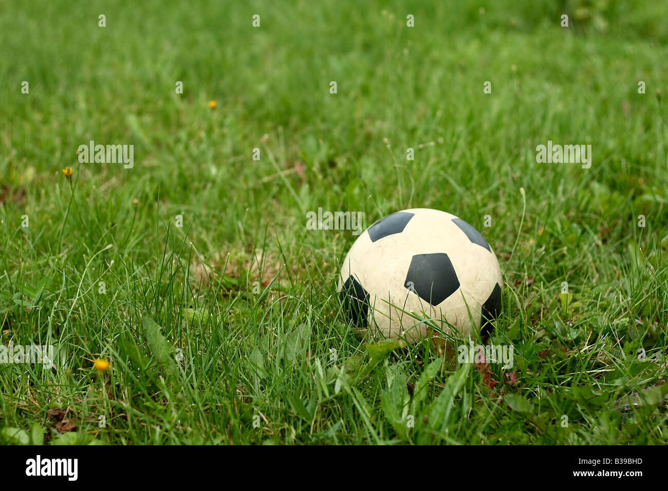 Fußball auf dem grünen Rasen Stockfoto