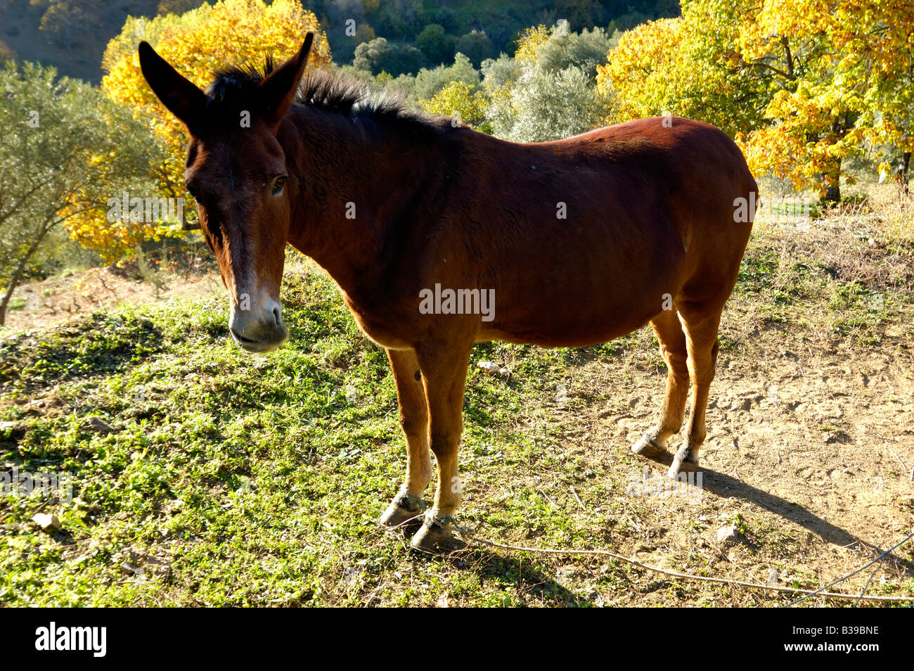 Ein Bild von einem Maultier Stockfoto