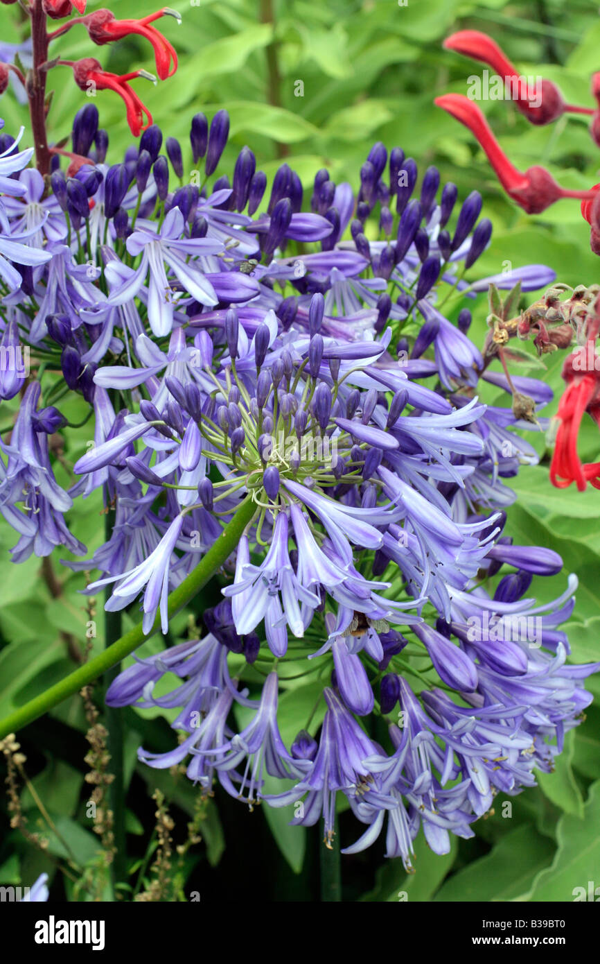 Blaue afrikanische lilie agapanthus Fotos und Bildmaterial in hoher
