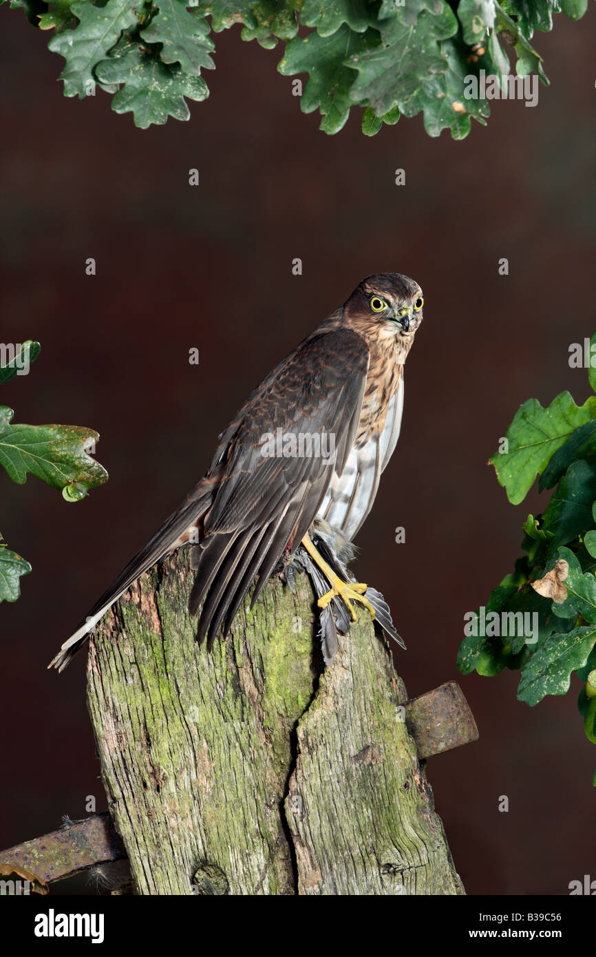 Ersten Jahr post männliche Sperber Accipiter Nisus auf Tor Potton Bedfordshire Stockfoto