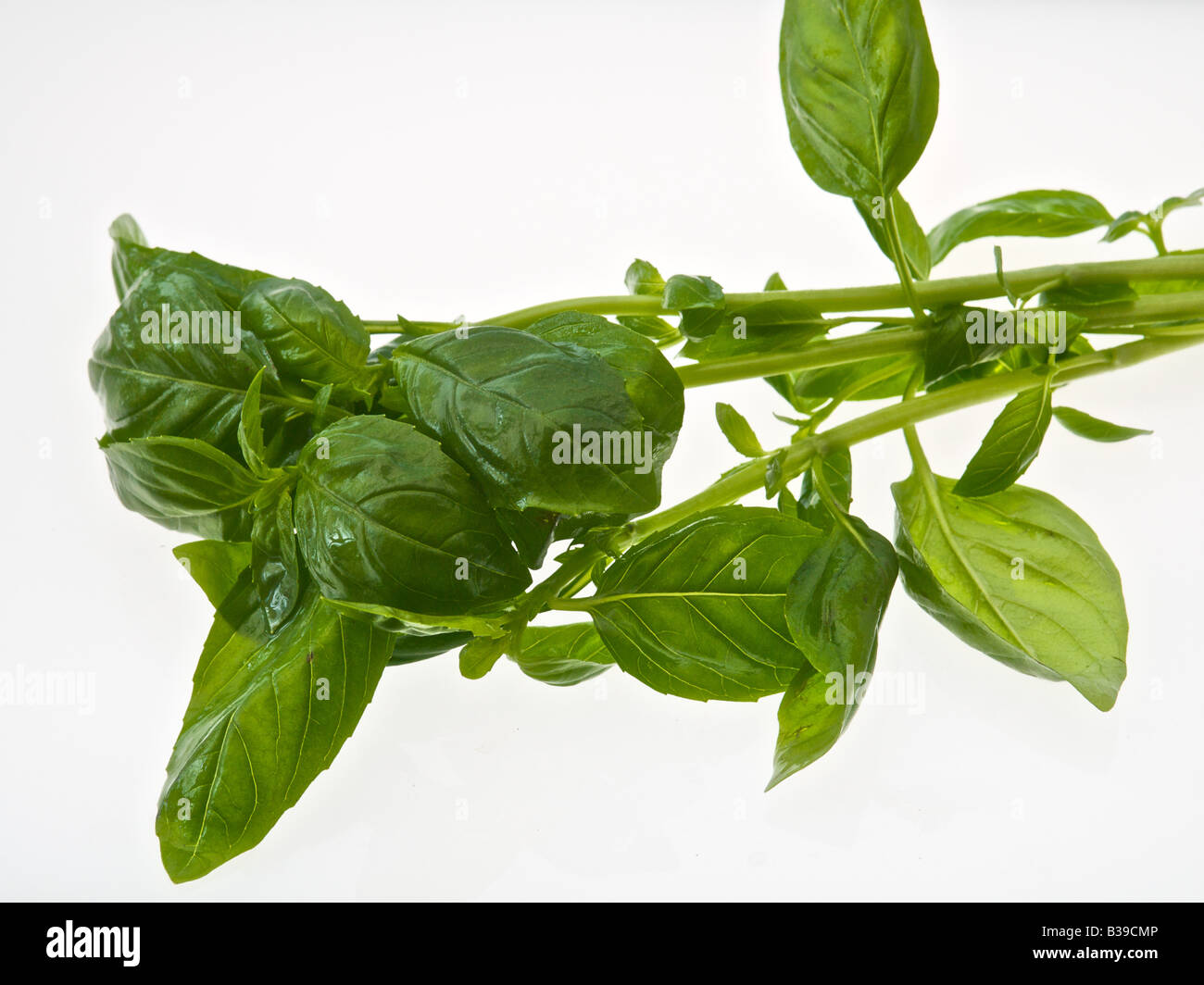 Küchenkraut Basilikum Kräuter Kräuter Ocimum basilicum Stockfoto