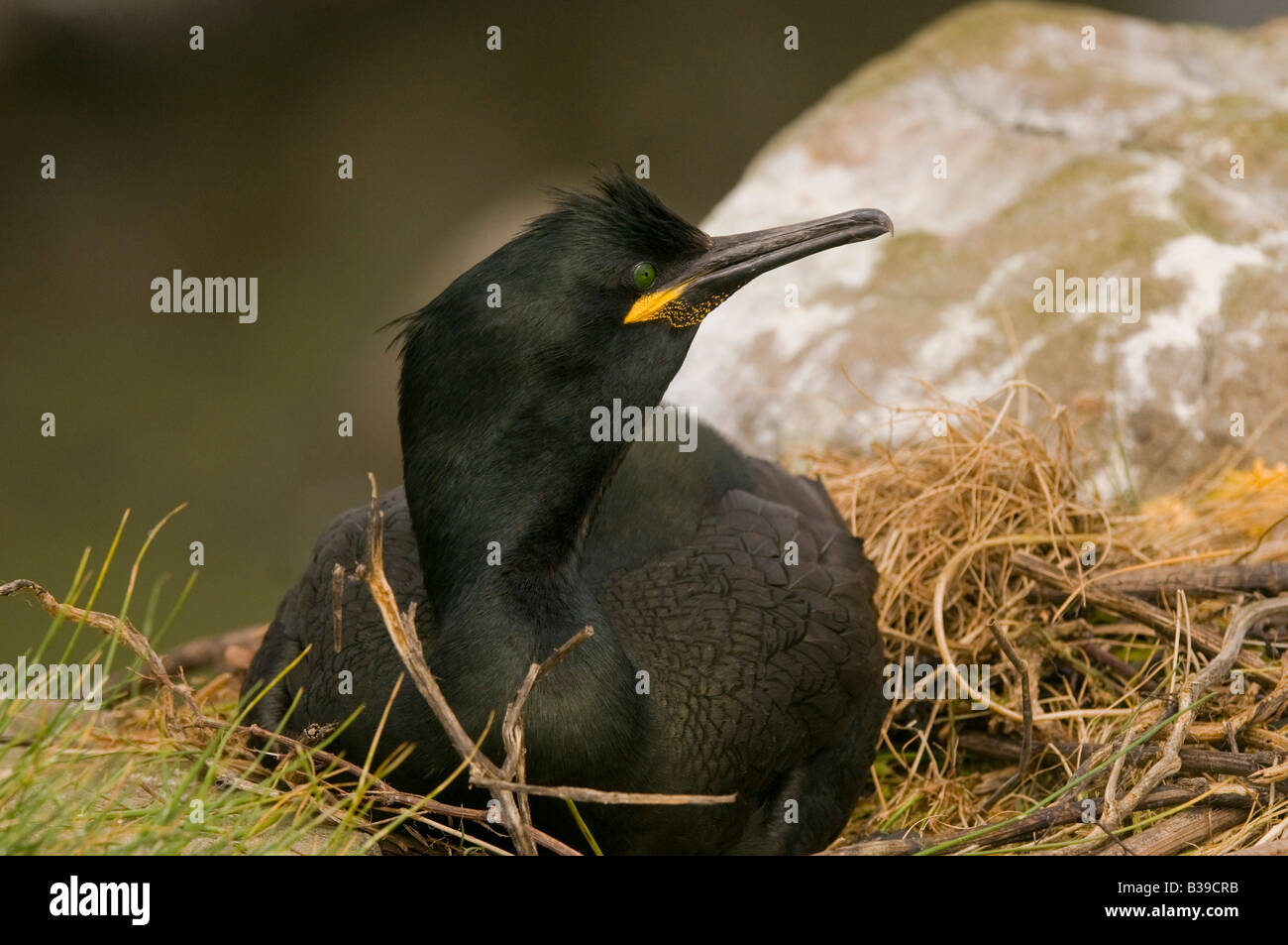 Shag 'Phalacrocorax Aristotelis' weiblich auf Nest Bass Rock Vogelschutzgebiet. Stockfoto
