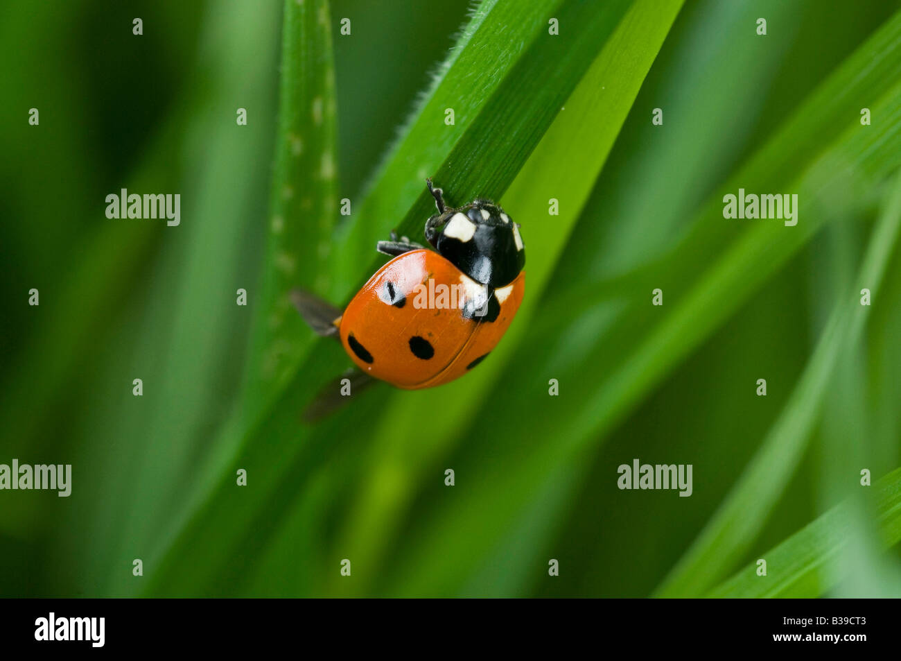 Ladybird Cocinella 7-Trommler lange Gras. Stockfoto
