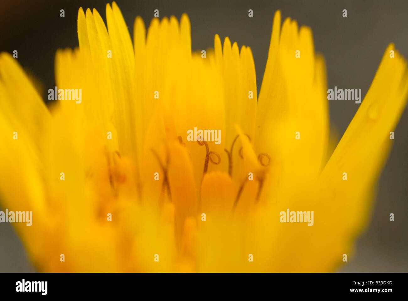 Hawkbit Blume schließen sich Schweden, Westküste Stockfoto
