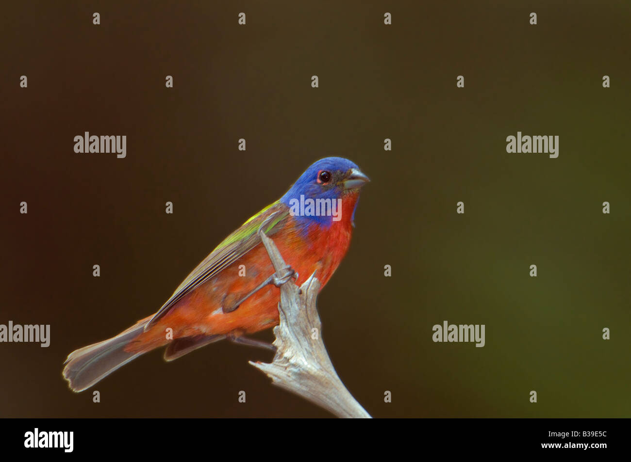 Foto von einem Painted Bunting Stockfoto