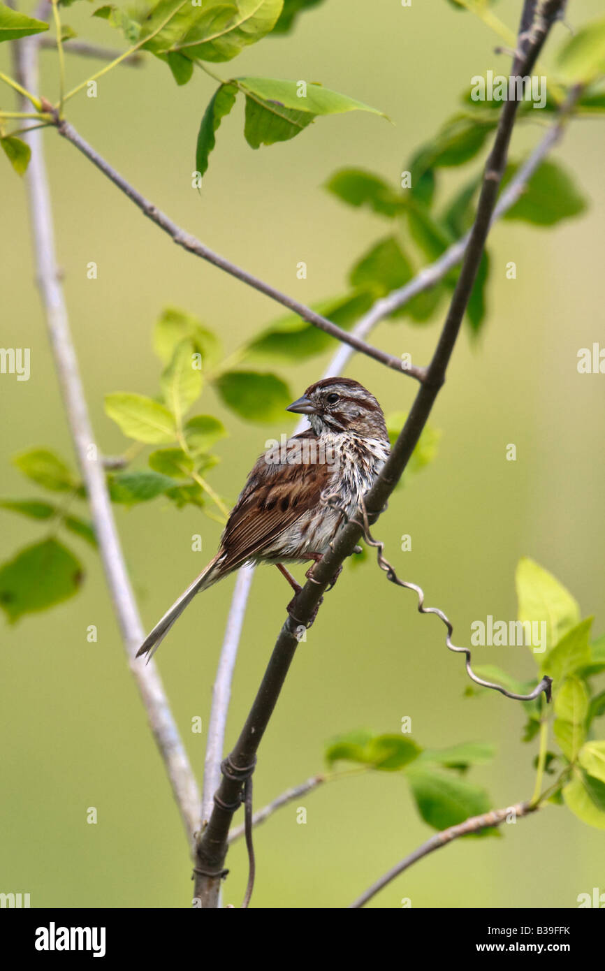 Song sparrow Stockfoto