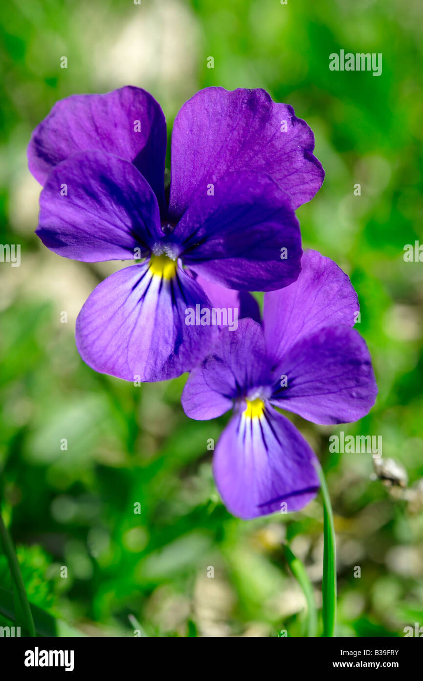 Almwiese violett.  Schweizer Alpen-Schweiz-Europa Stockfoto