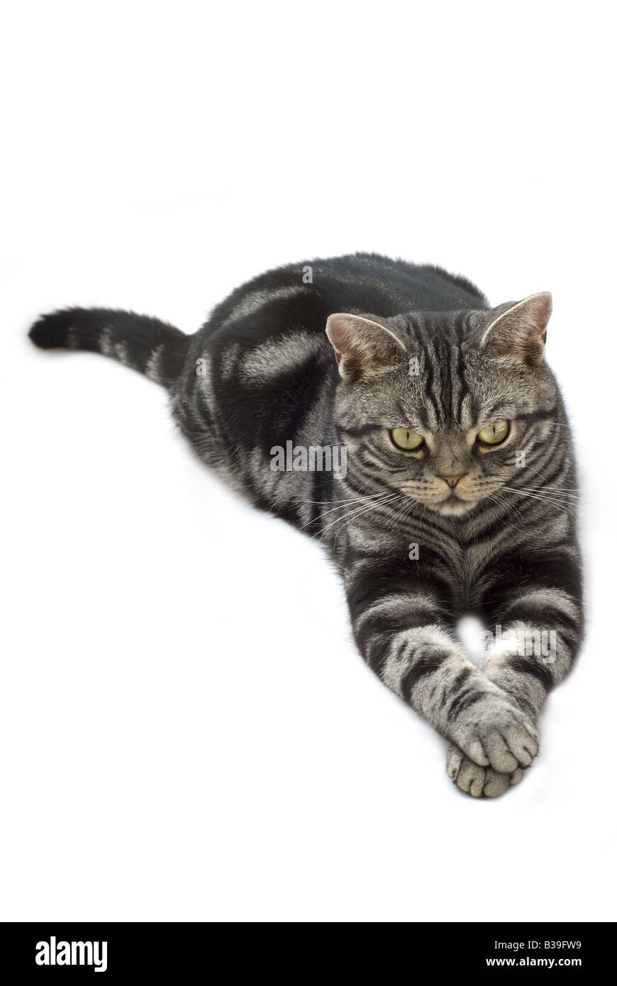 Silber grau Tabby Katze Festlegung auf weißem Hintergrund Stockfoto