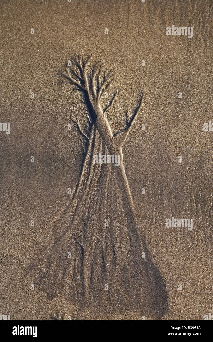 Baum Sandstrand New Plymouth Taranaki Nordinsel Neuseeland Stockfoto