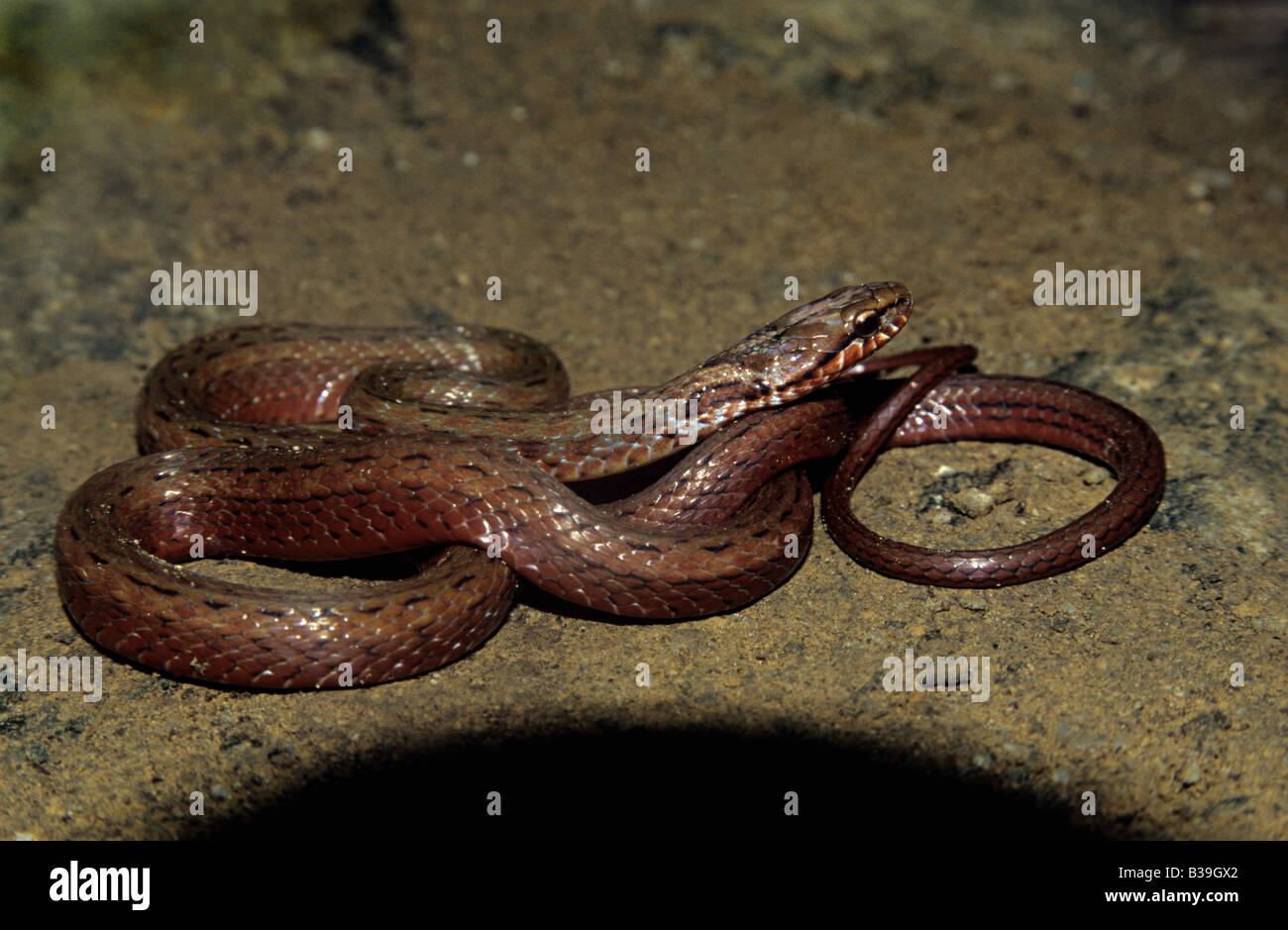 Amphiesma Arten, Eaglenest, Arunachal Pradesh Stockfoto