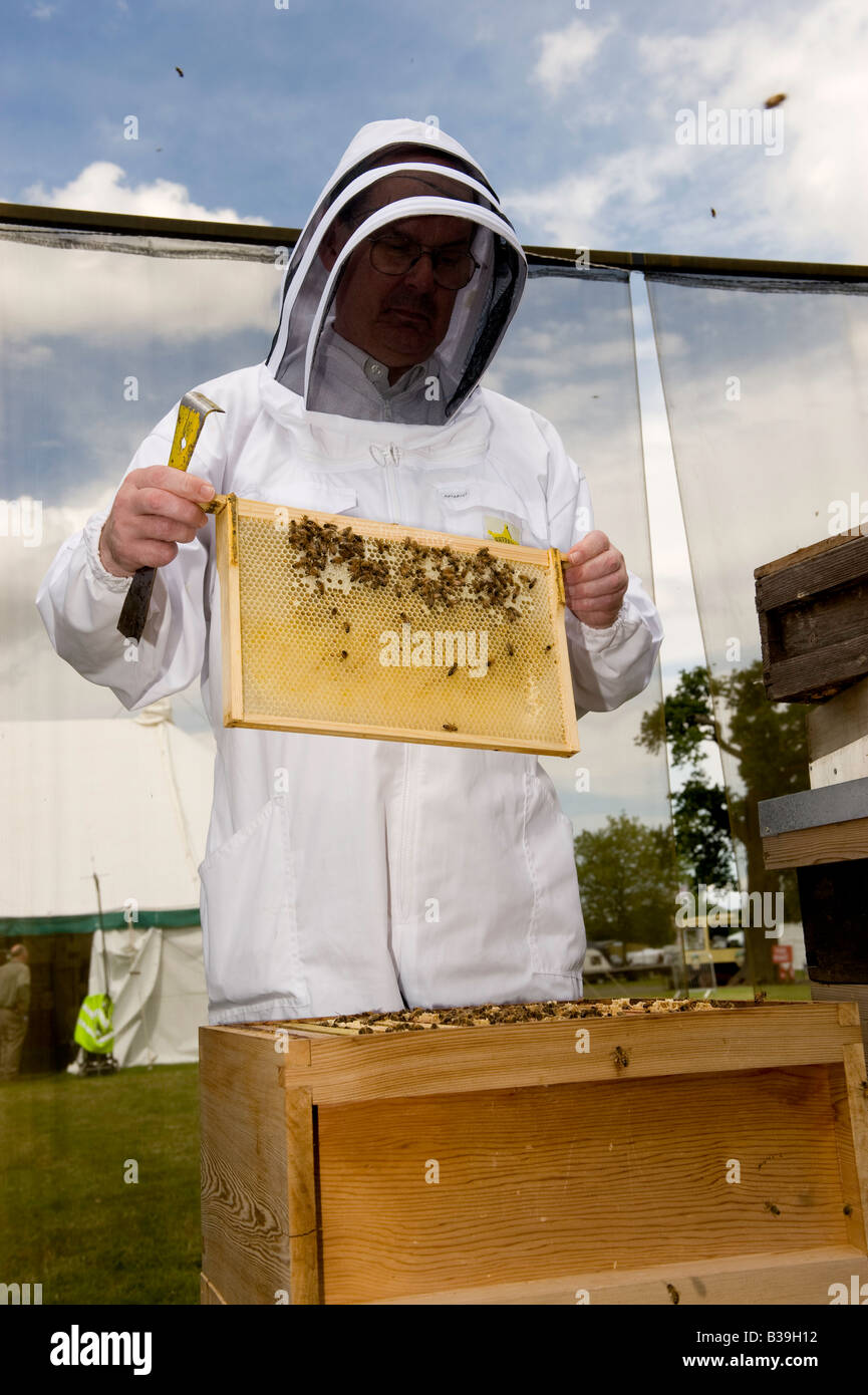 Imker Honig Biene Apis Mellifera Bienenstock Warwickshire Inspektion Stockfoto