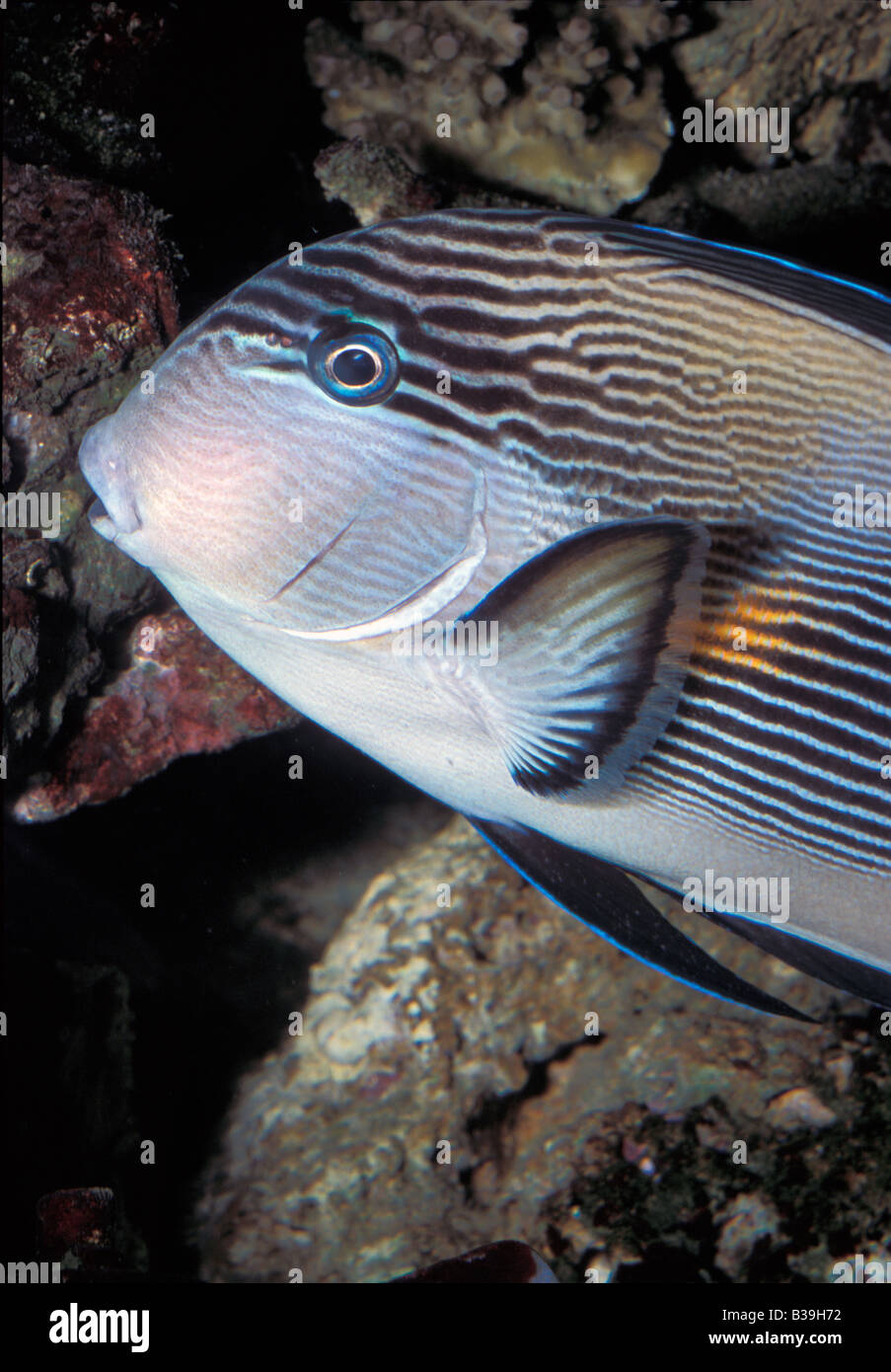 Rotes Meer Clown l Doktorfisch Acanthurus Doktoren, Acanthuridae Stockfoto