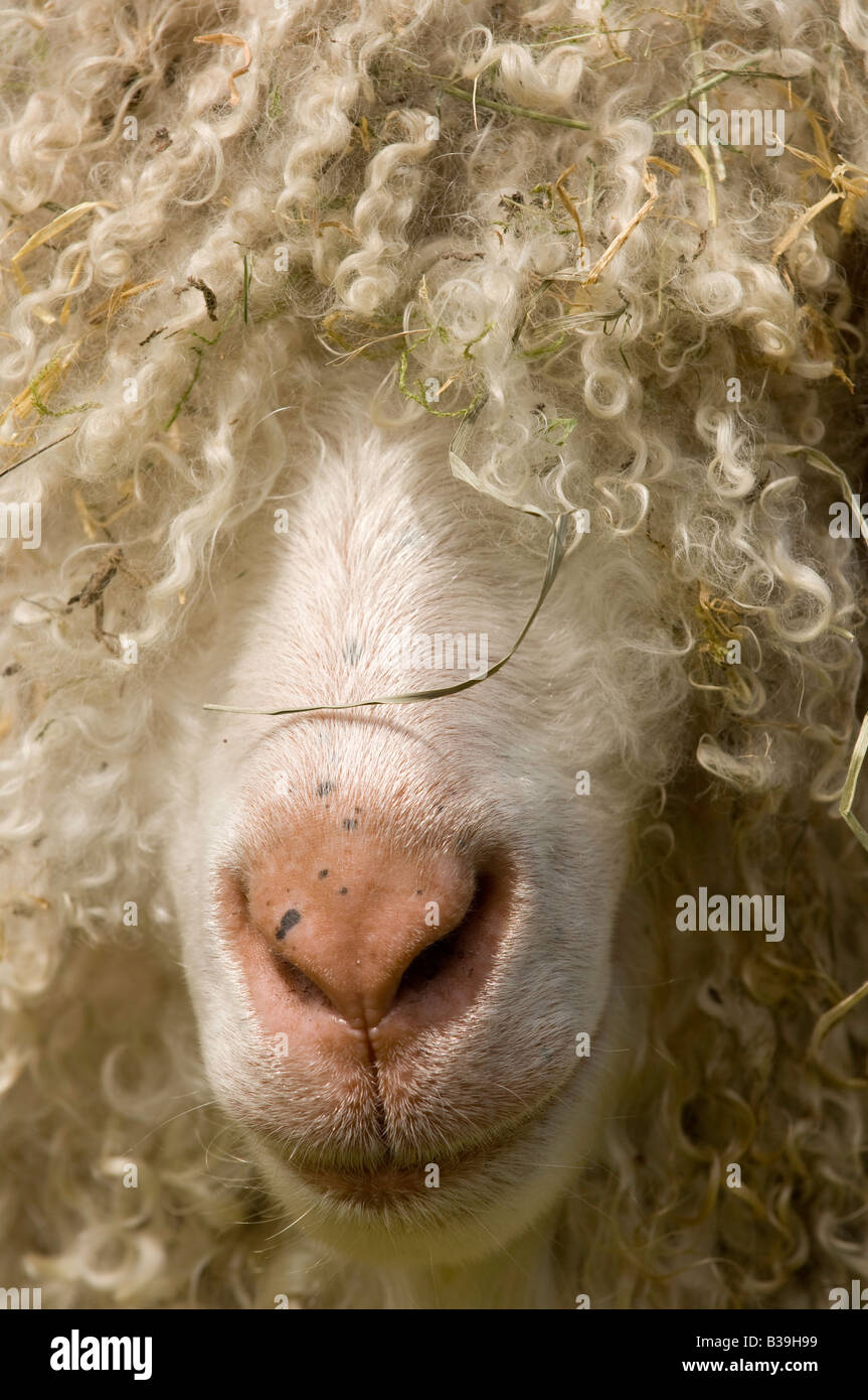 Große Angora-Ziege Bock in der Nähe von Warwickshire Stockfoto