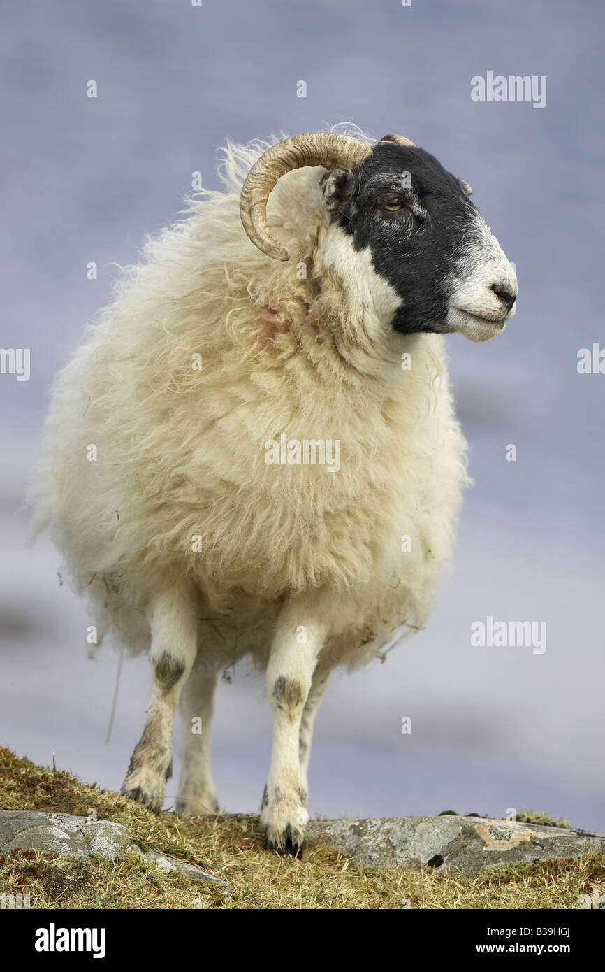 Hausschaf (Ovis Ammon Aries), Sorte: Black-faced Schaf, Mutterschaf (weiblich) Stockfoto