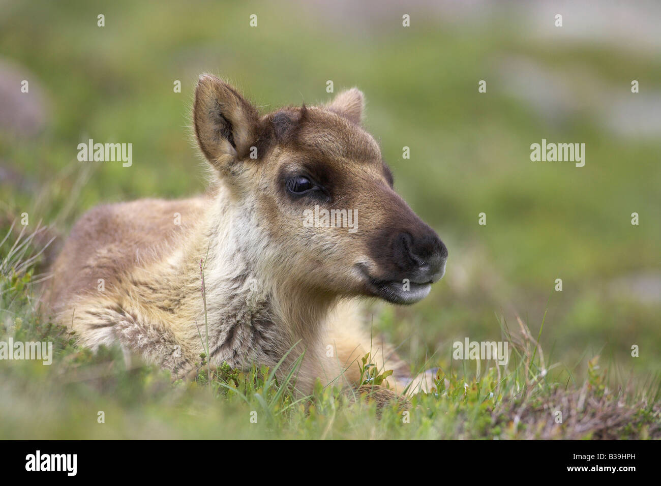 Rentier (Rangifer Tarandus), Kalb im Hochland Wiese liegend Stockfoto