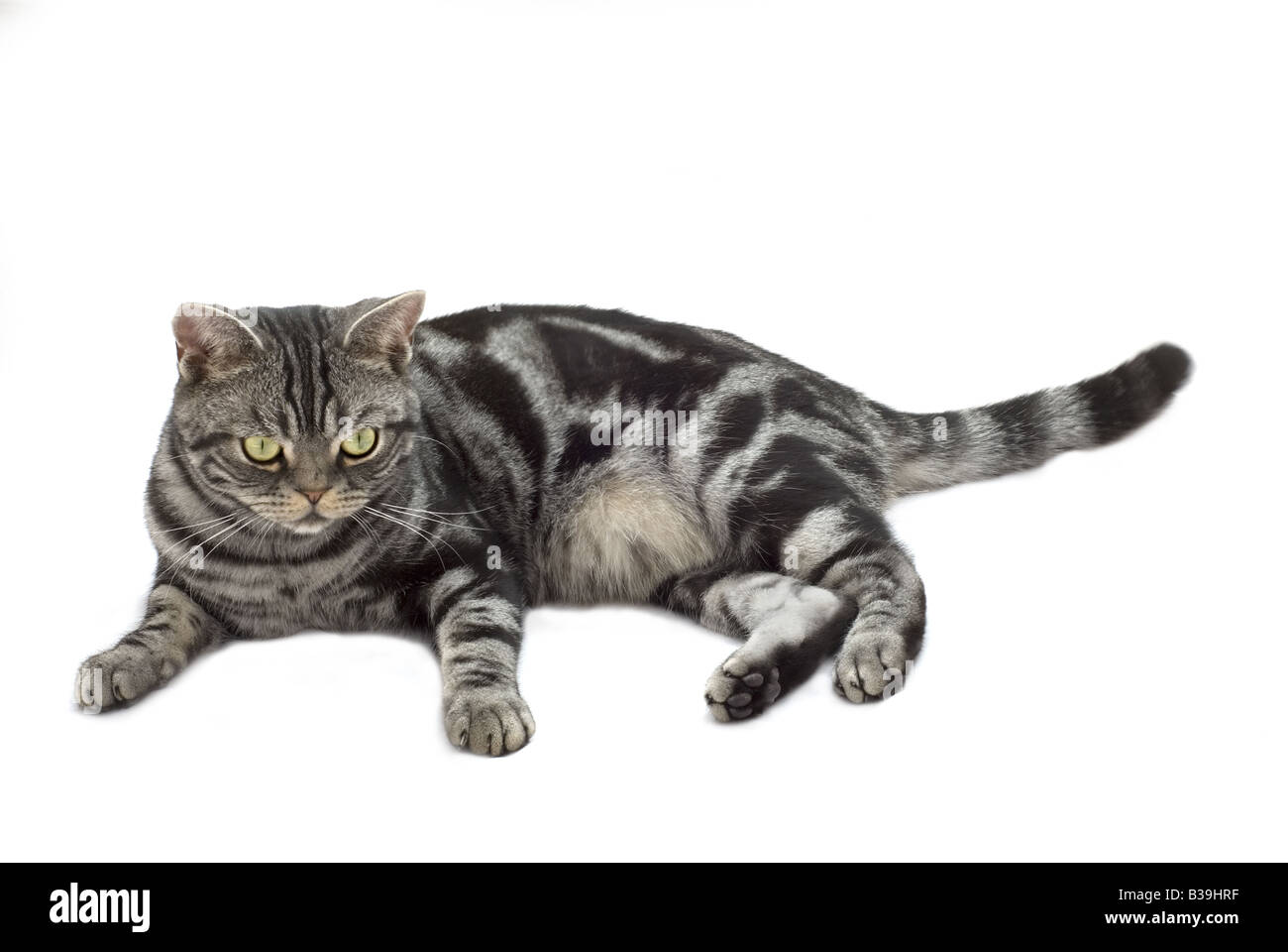 Silber grau Tabby Katze Festlegung auf weißem Hintergrund Stockfoto