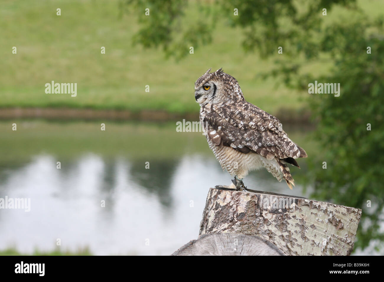 Eine große Eule in einer Falknerei-Anzeige im Vereinigten Königreich Stockfoto