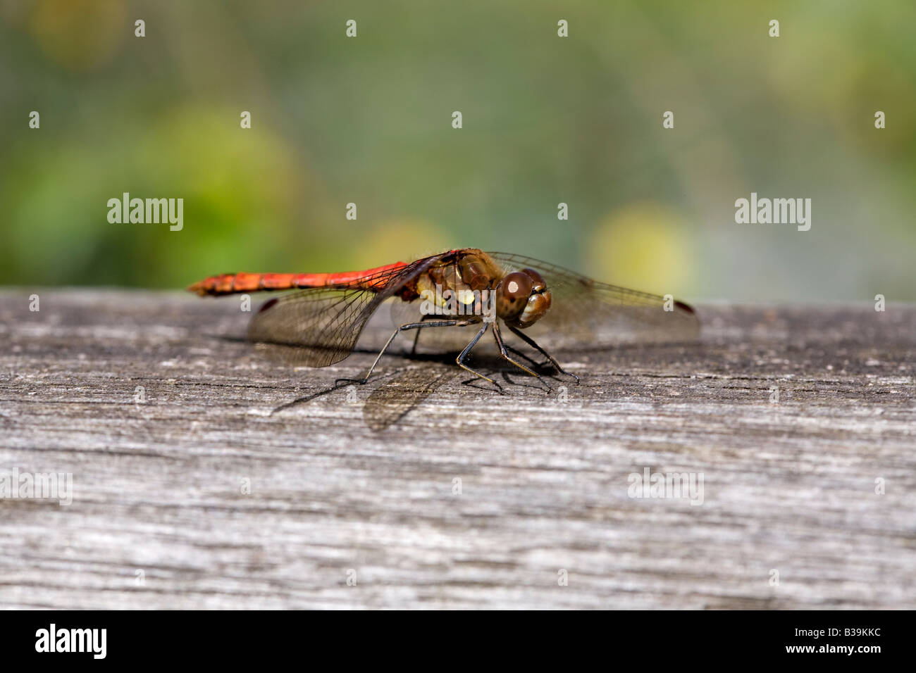 Libelle, sonnen sich auf dem Zaun Stockfoto