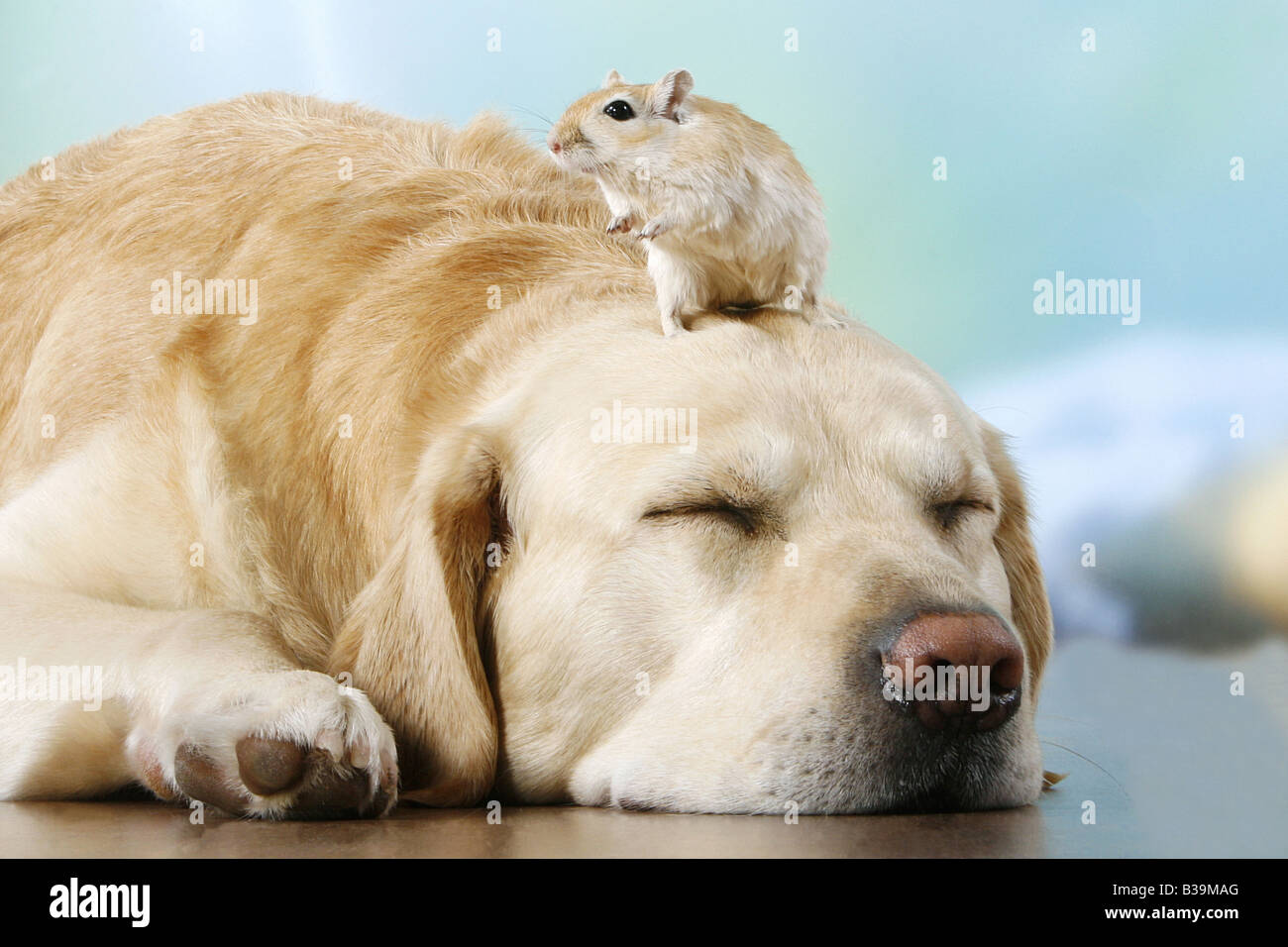 tierische Freundschaft: Labrador Retriever - schlafen mit Wüstenrennmaus auf Kopf Stockfoto