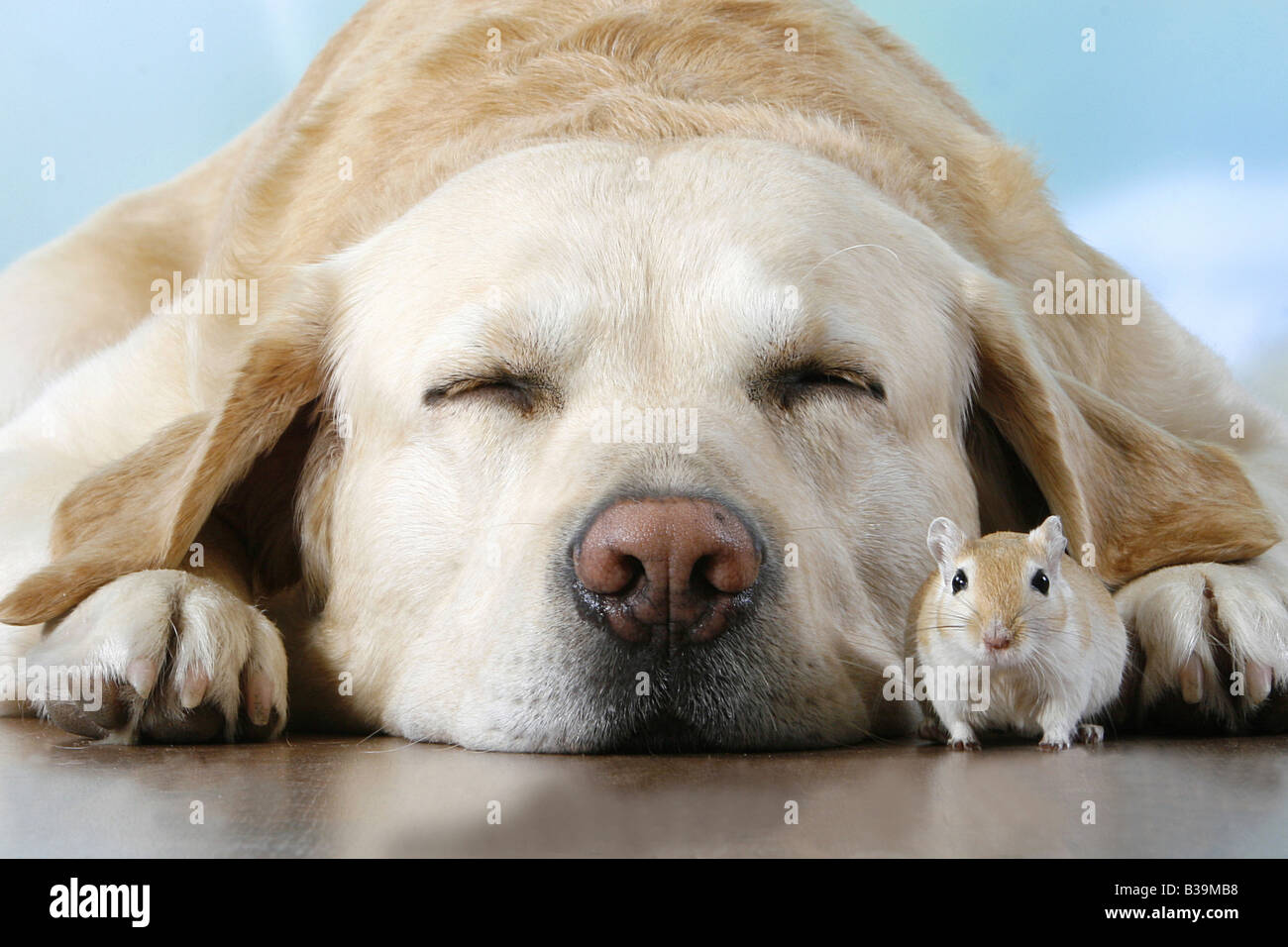 tierische Freundschaft: Labrador Retriever - schlafen mit Wüstenrennmaus Stockfoto