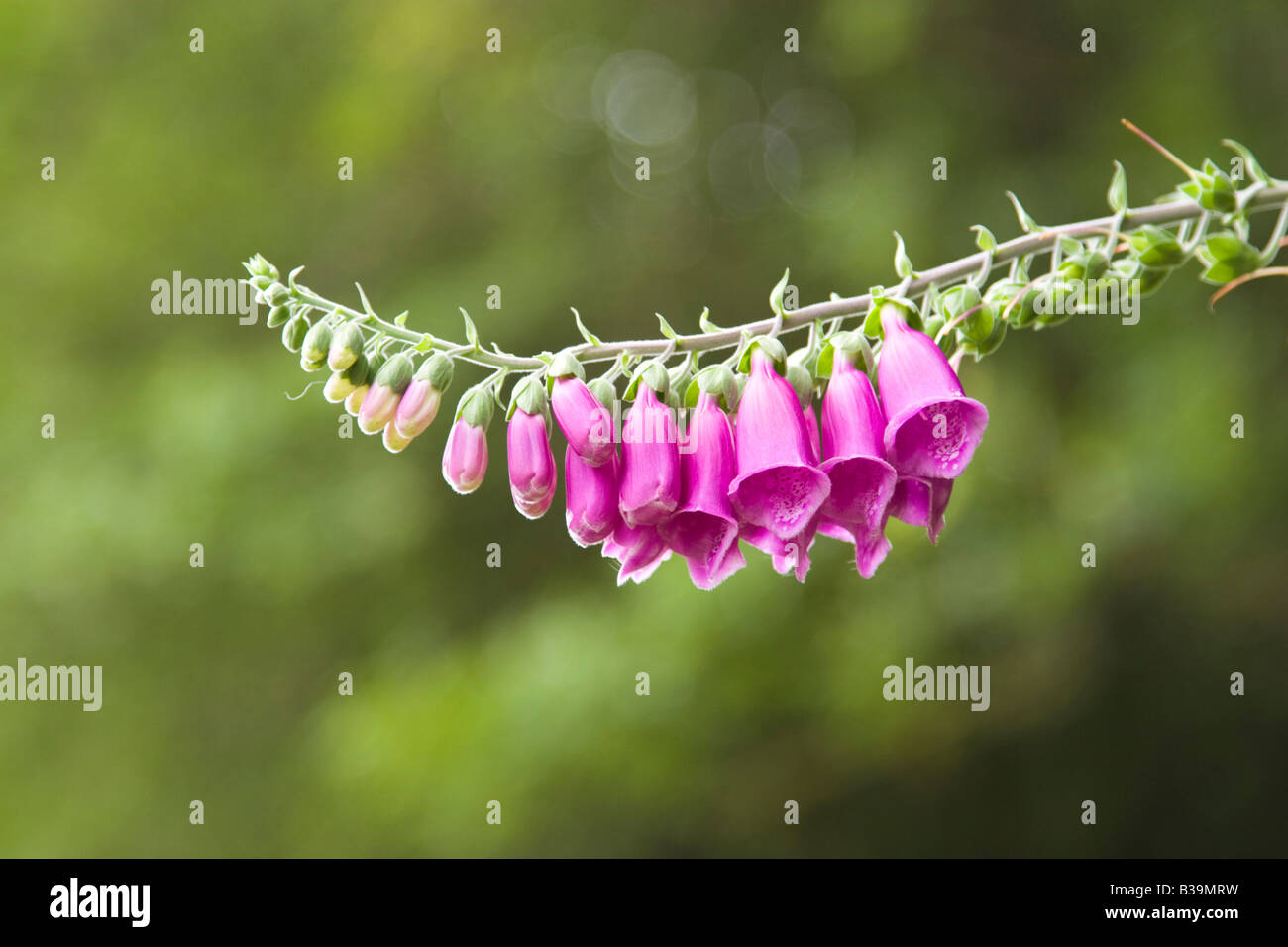 Fingerhut, Digitalis purpurea Stockfoto