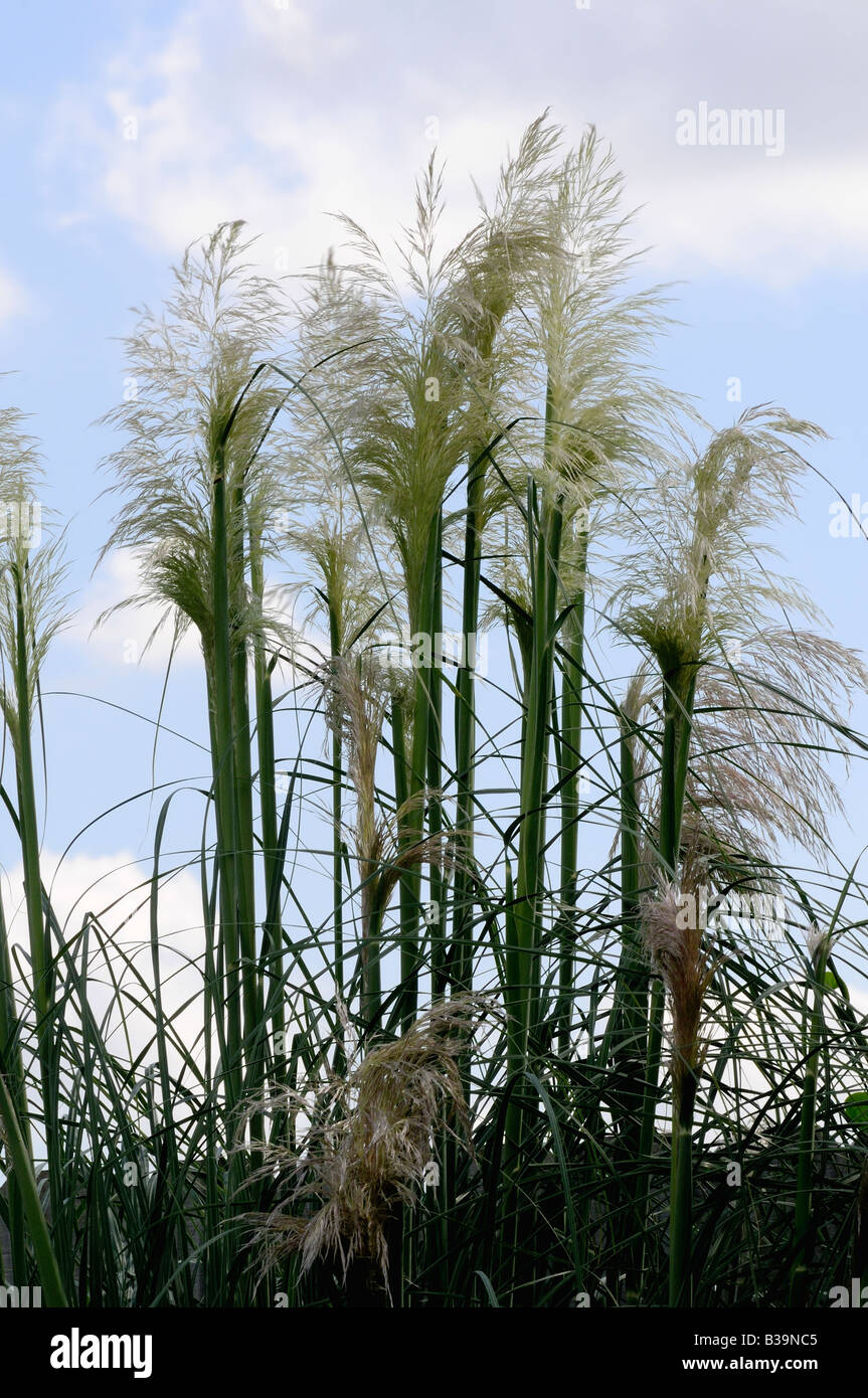 Federn des Pampas Gras, Cortaderia selloana, vor blauem Himmel. Oklahoma, USA. Stockfoto