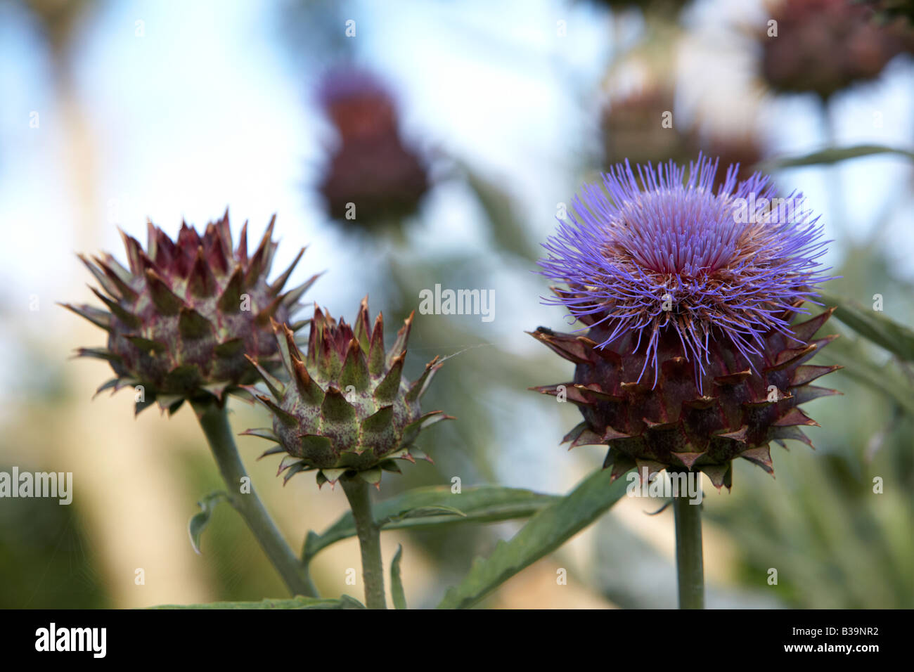 Cynara Cardunculus Artischockendistel Stockfotos und bilder Kaufen Alamy