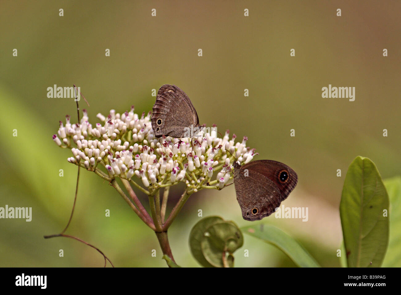 Braun gefärbt Butteflys auf eine weiße Blume Stockfoto