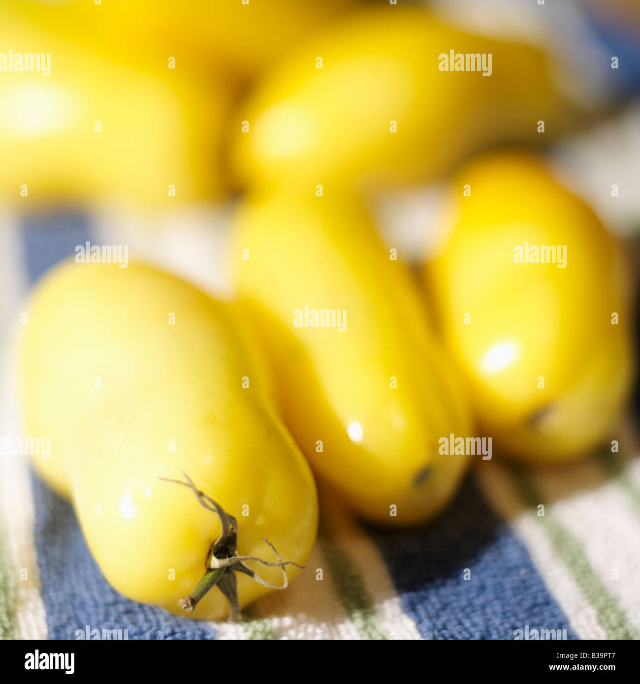 Gelbe San Marzano Tomaten Stockfoto