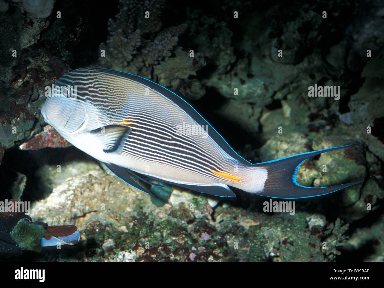 Rotes Meer Clown Chirurg Doktoren Doktorfisch Acanthurus Doktoren, Acanthuridae Stockfoto