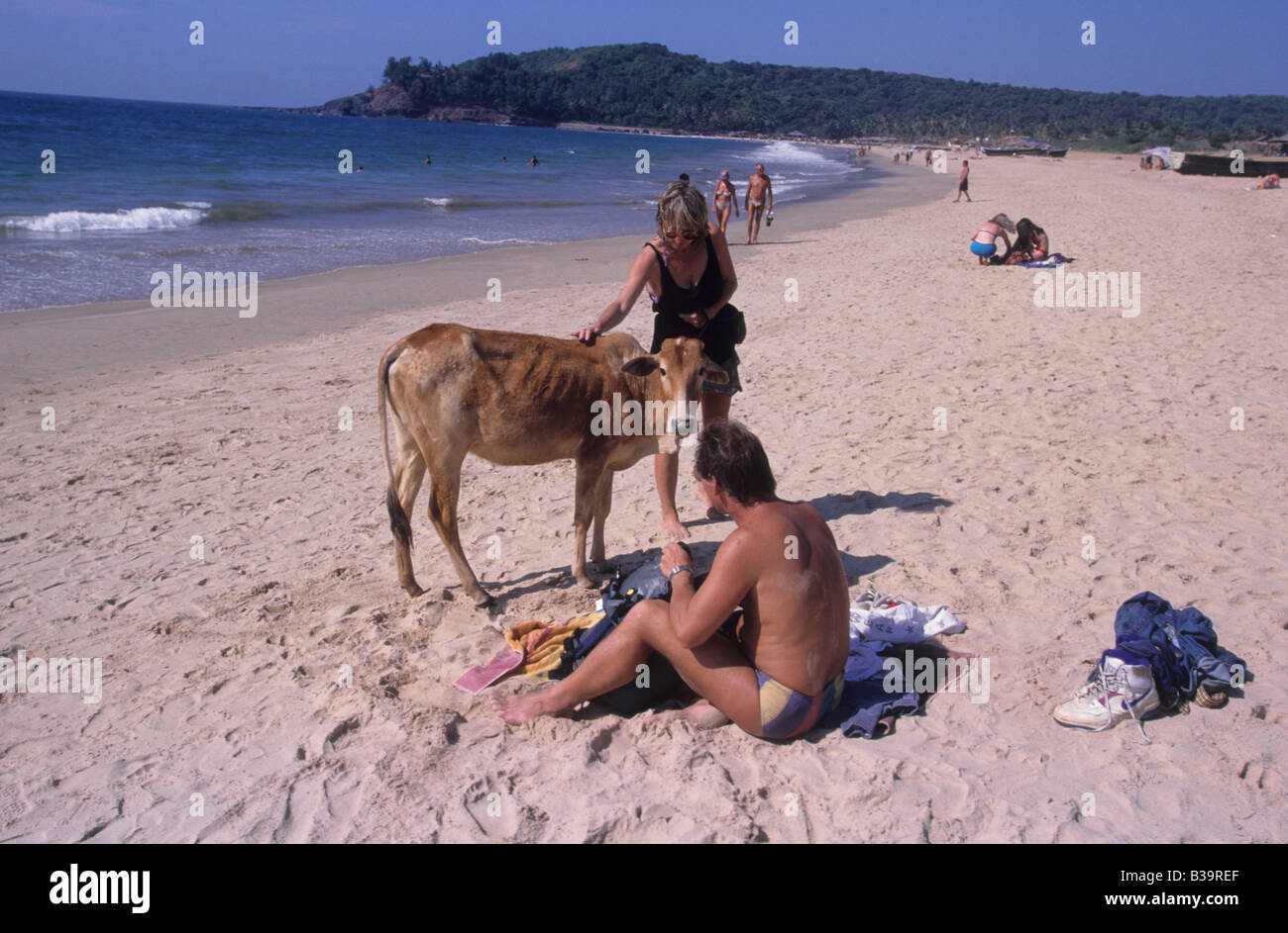 Zwei westliche Touristen begegnen eine wandernde Kuh auf einem Goa Strand in Panjim, Indien Stockfoto