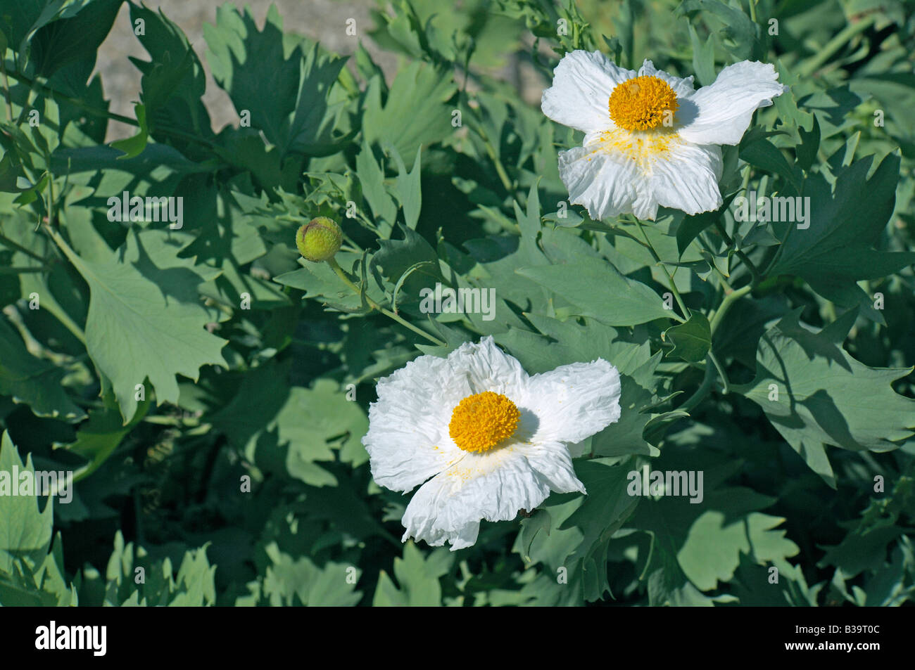 Matilija Mohnblume, Baum Mohn (Romneya Coulteri Var Trichocalyx), Blüte Stockfoto