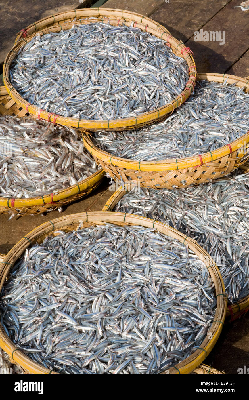 Fisch fangfrisch in einem asiatischen Markt Stockfoto