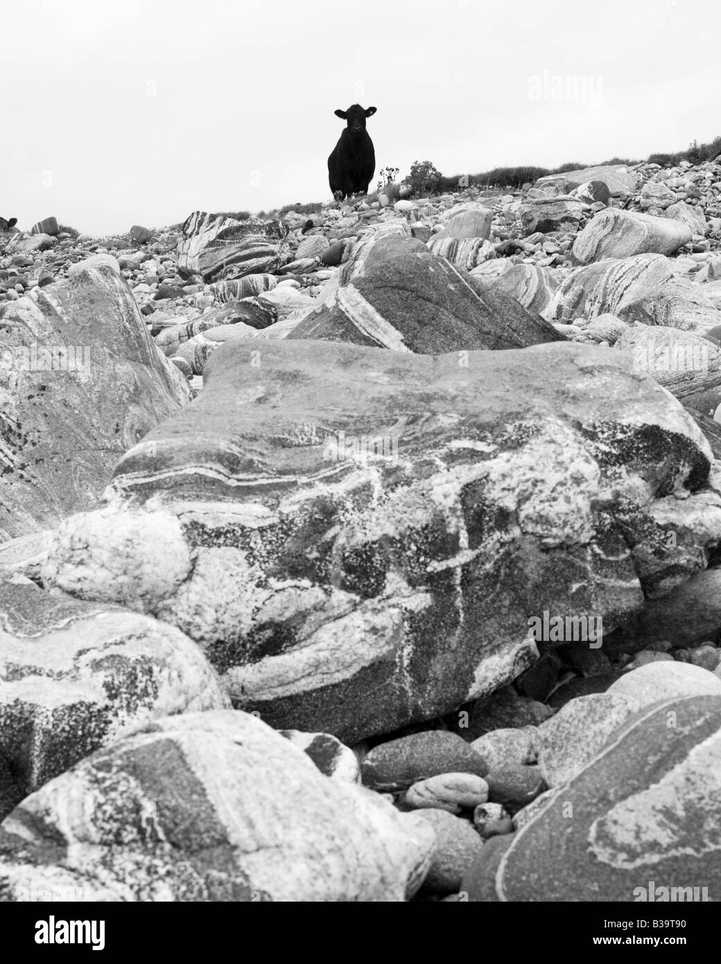 Neugierige Kuh schaut in die Kamera über ein Feld von Felsbrocken auf West Küste von South Uist in den äußeren Hebriden, Schottland Stockfoto