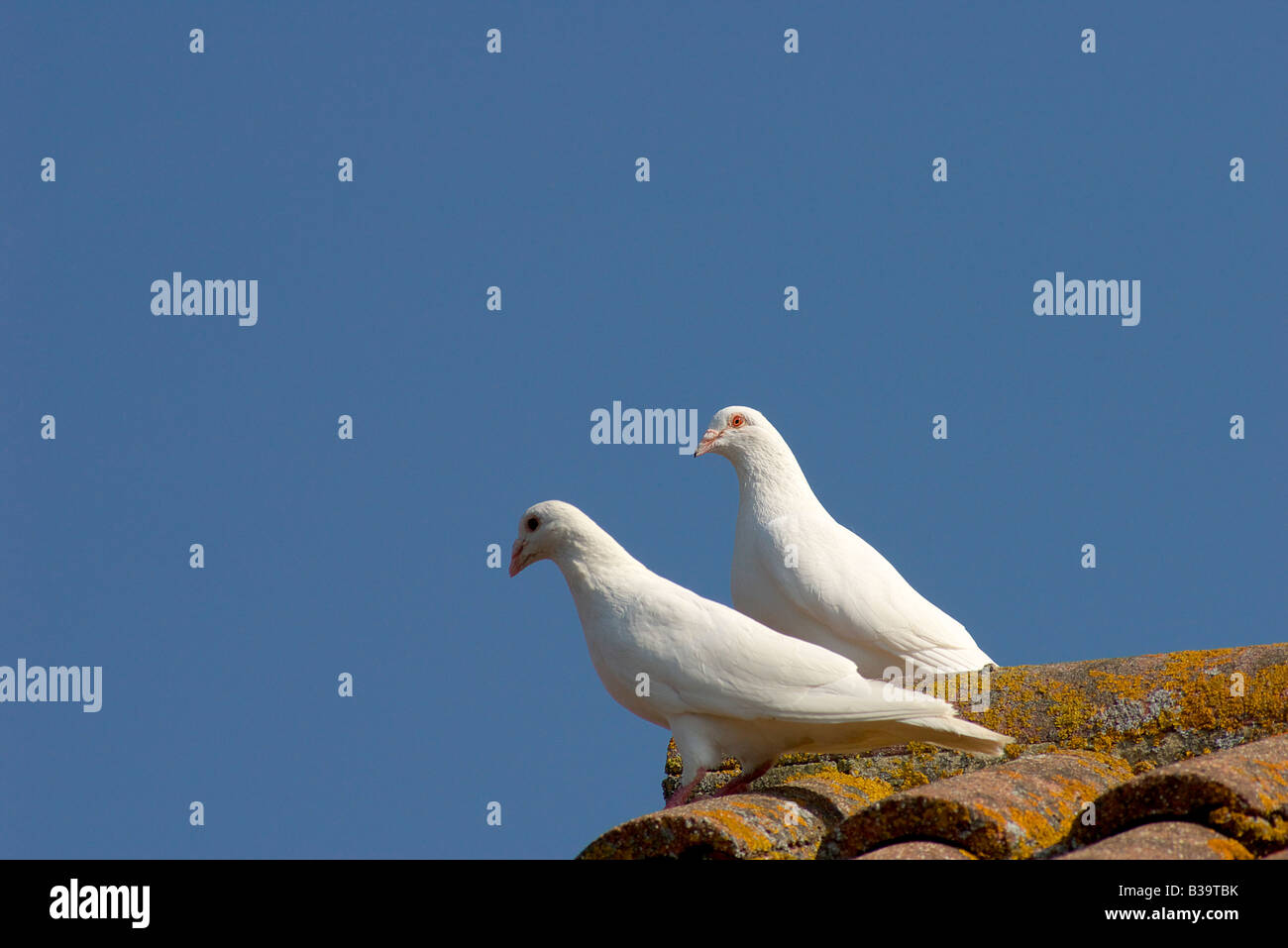 Zwei weiße Tauben ruhen auf einem Dach Stockfoto