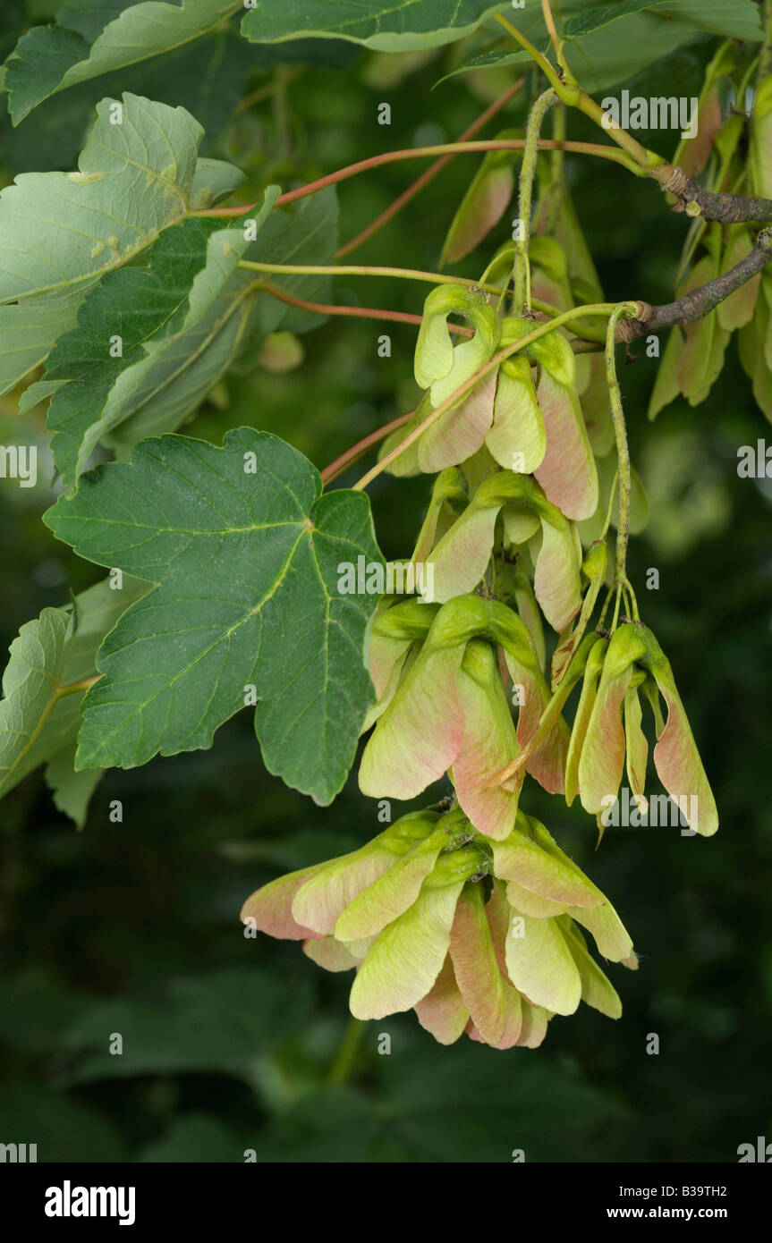Bergahorn große Ahorn Acer Pseudoplatanus Zweig mit Samen Stockfoto