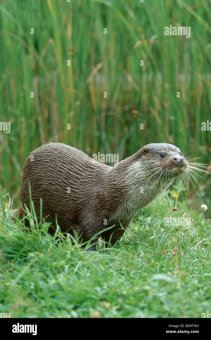 Europäischen Fischotter (Lutra Lutra) am Ufer Stockfoto